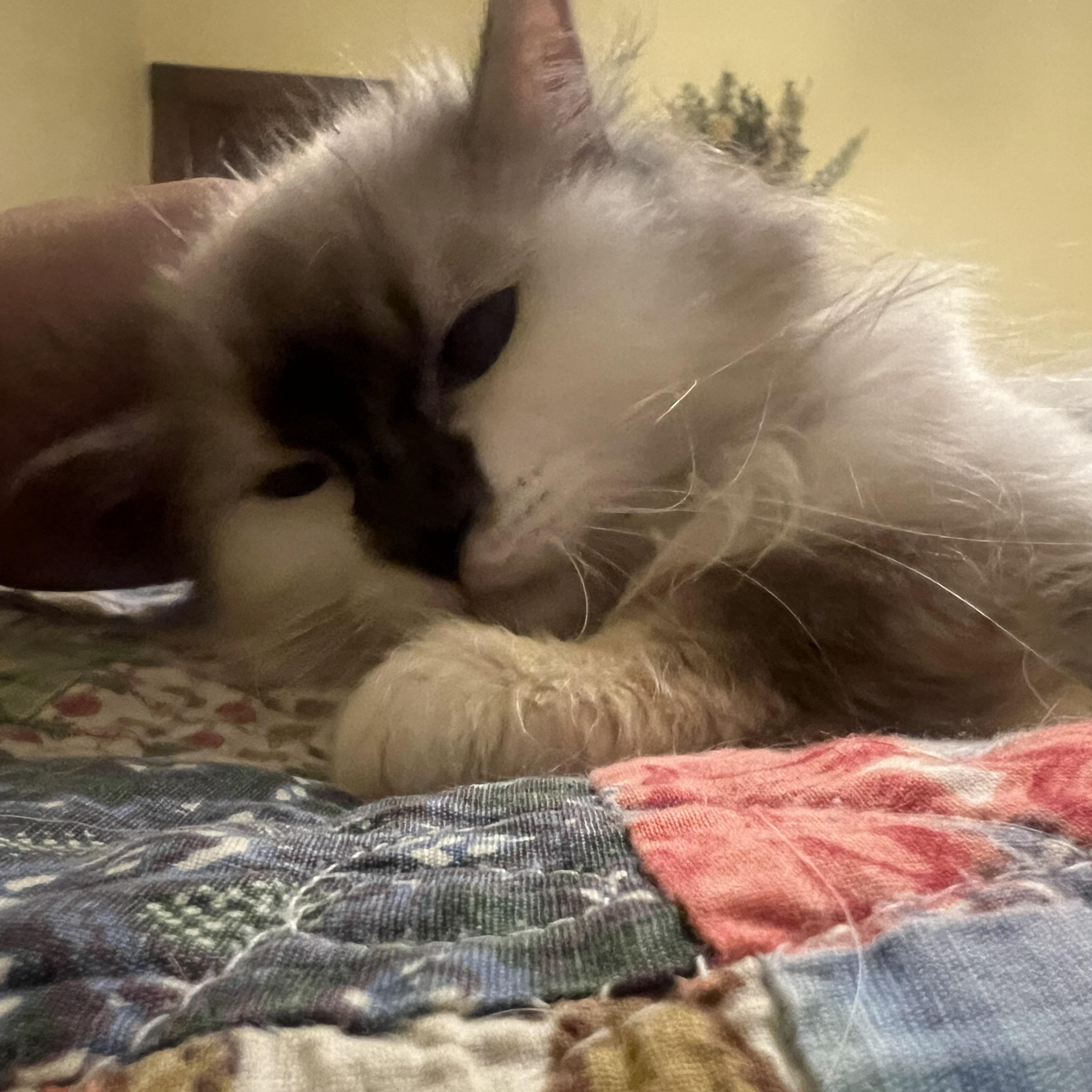 Lady, ADOPTABLE, Adult Female Domestic Long Hair.