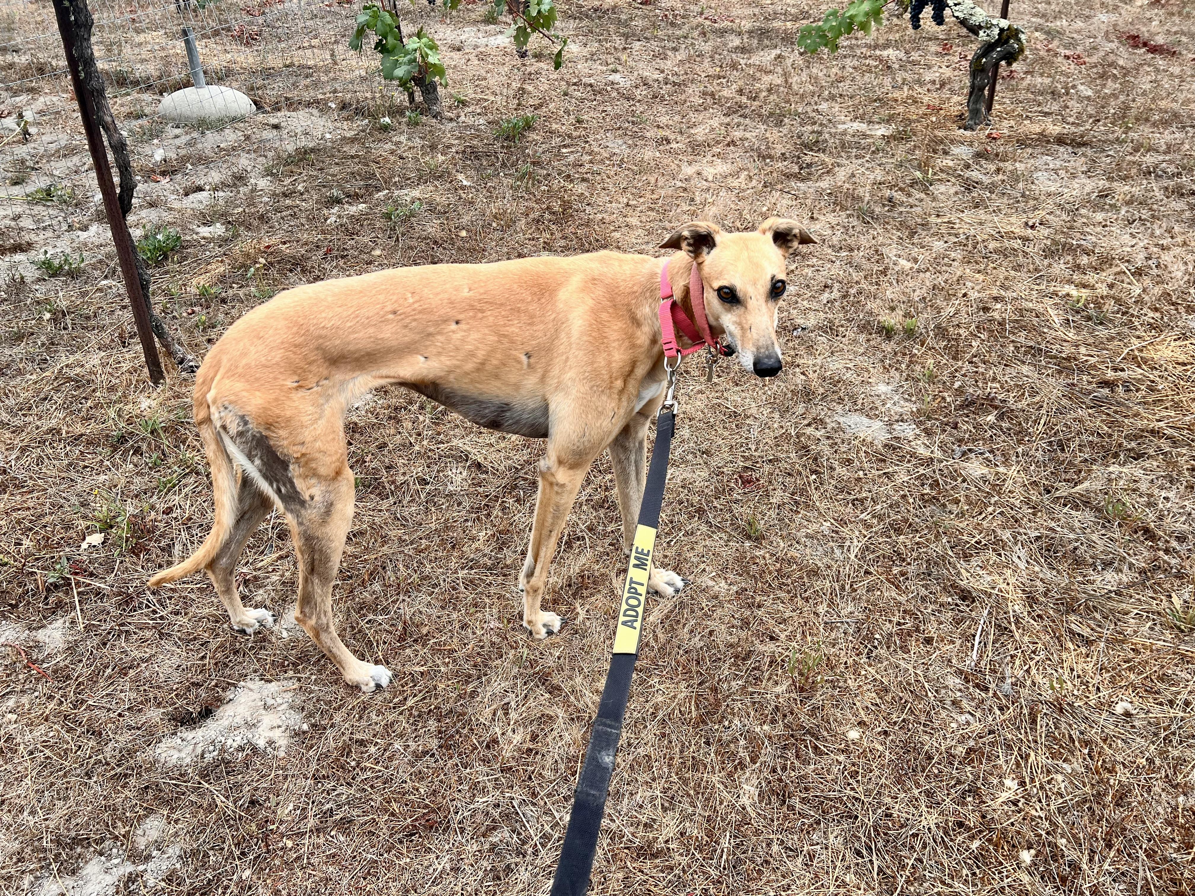 Enlarge Boka, a ADOPTABLE Greyhound in Santa Rosa, CA image 1/2