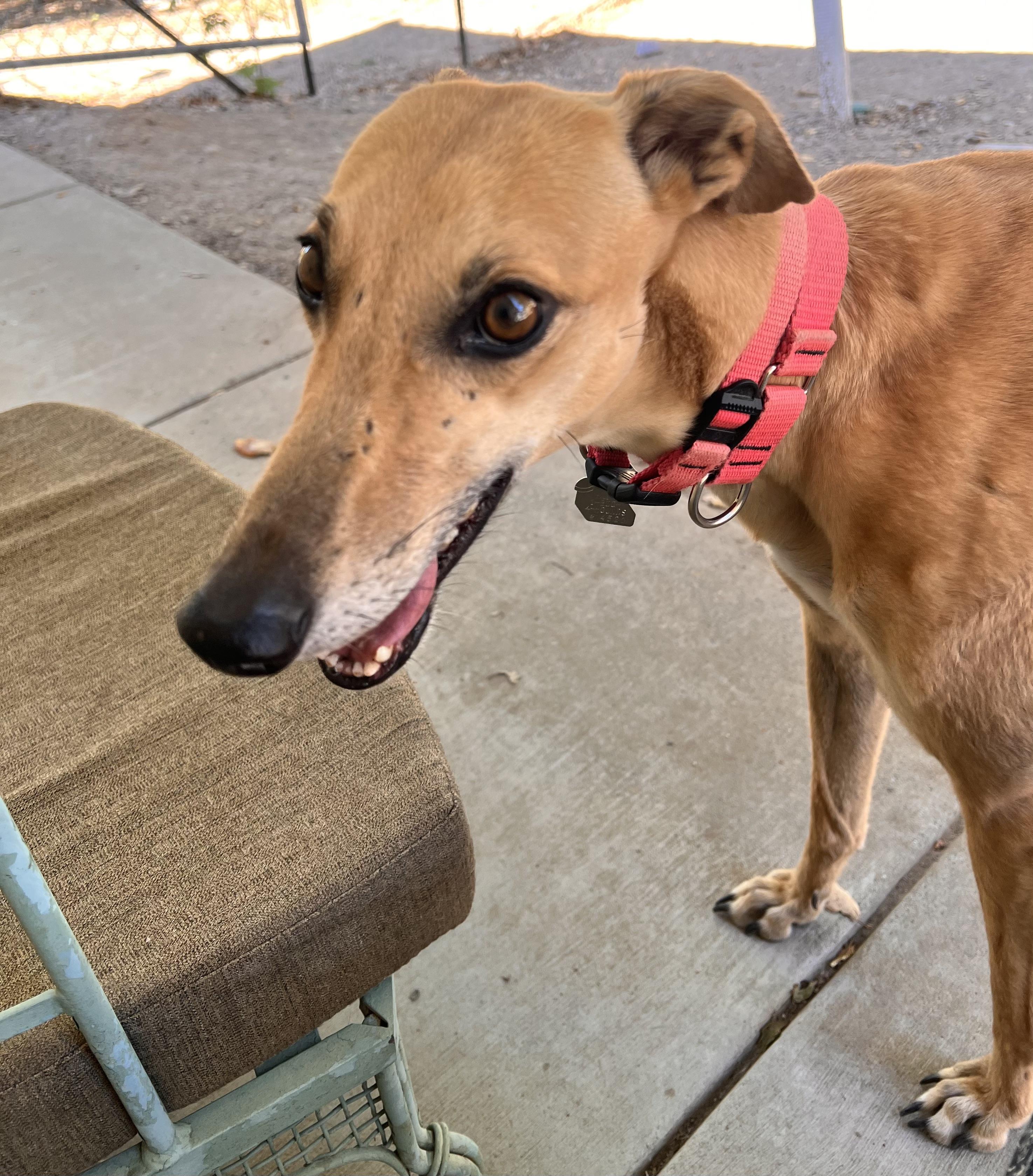Enlarge Boka, a ADOPTABLE Greyhound in Santa Rosa, CA image 2/2