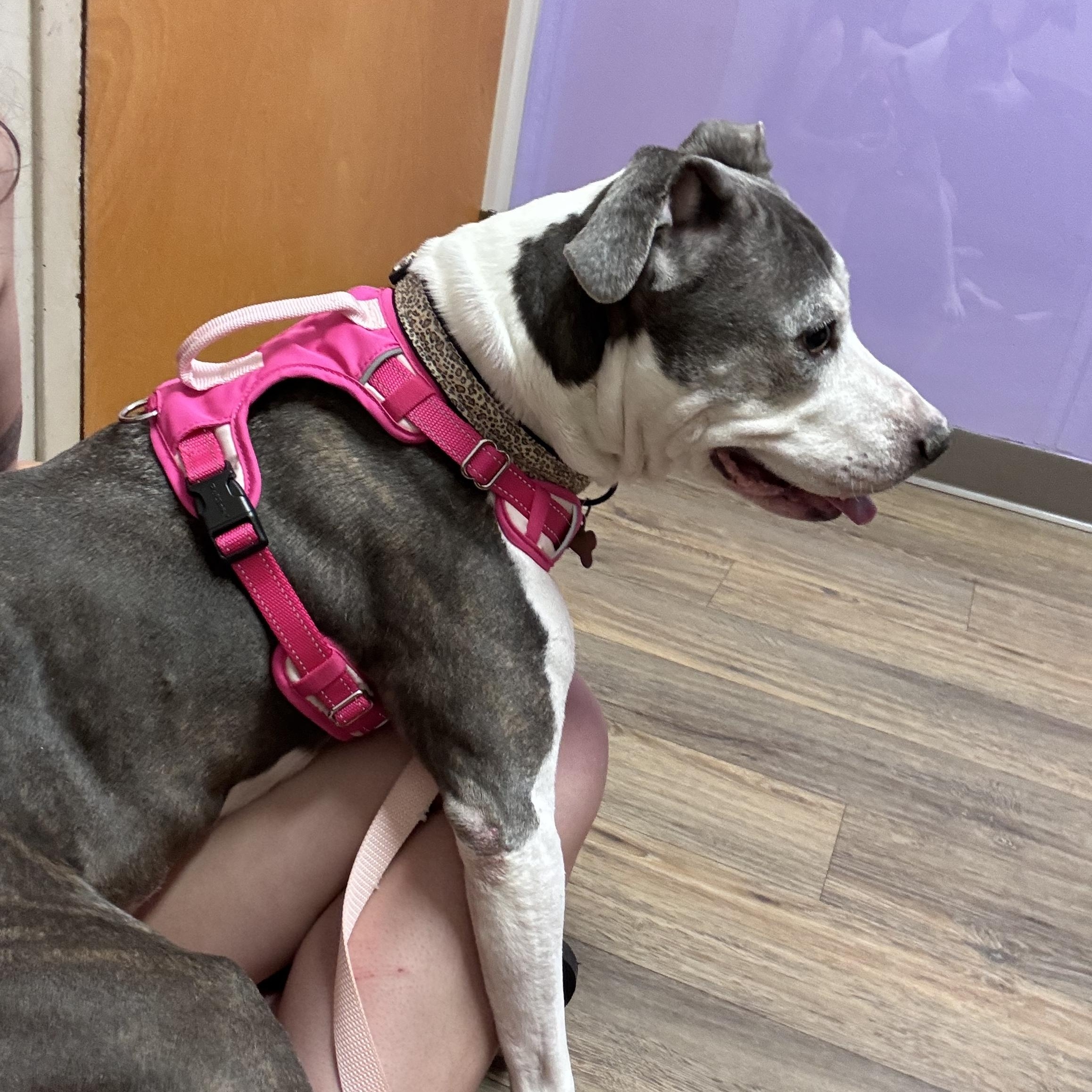 Lilly, a ADOPTABLE Pit Bull Terrier in Indianapolis, IN image 2/6