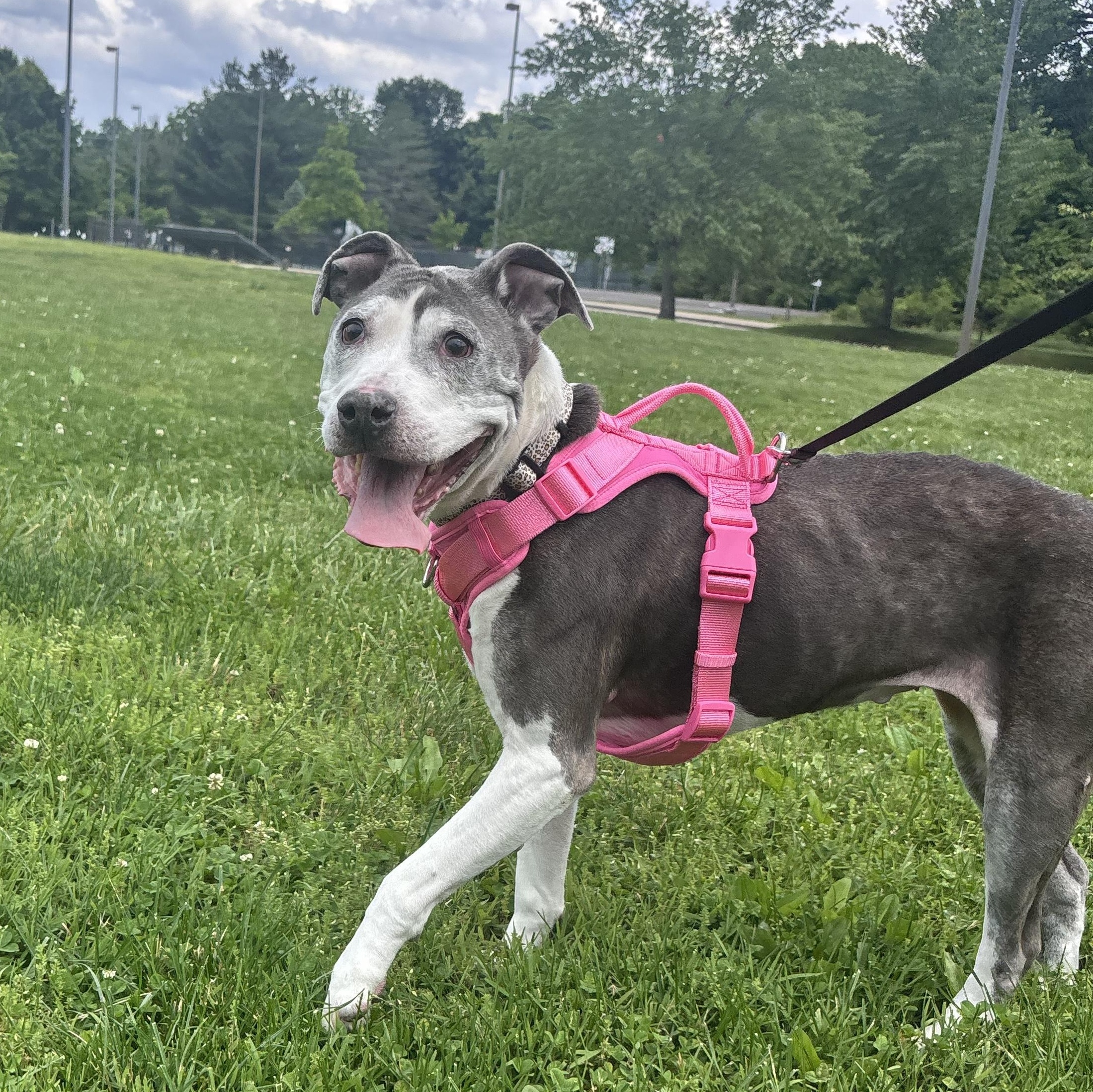 Lilly, ADOPTABLE, Senior Female Pit Bull Terrier.