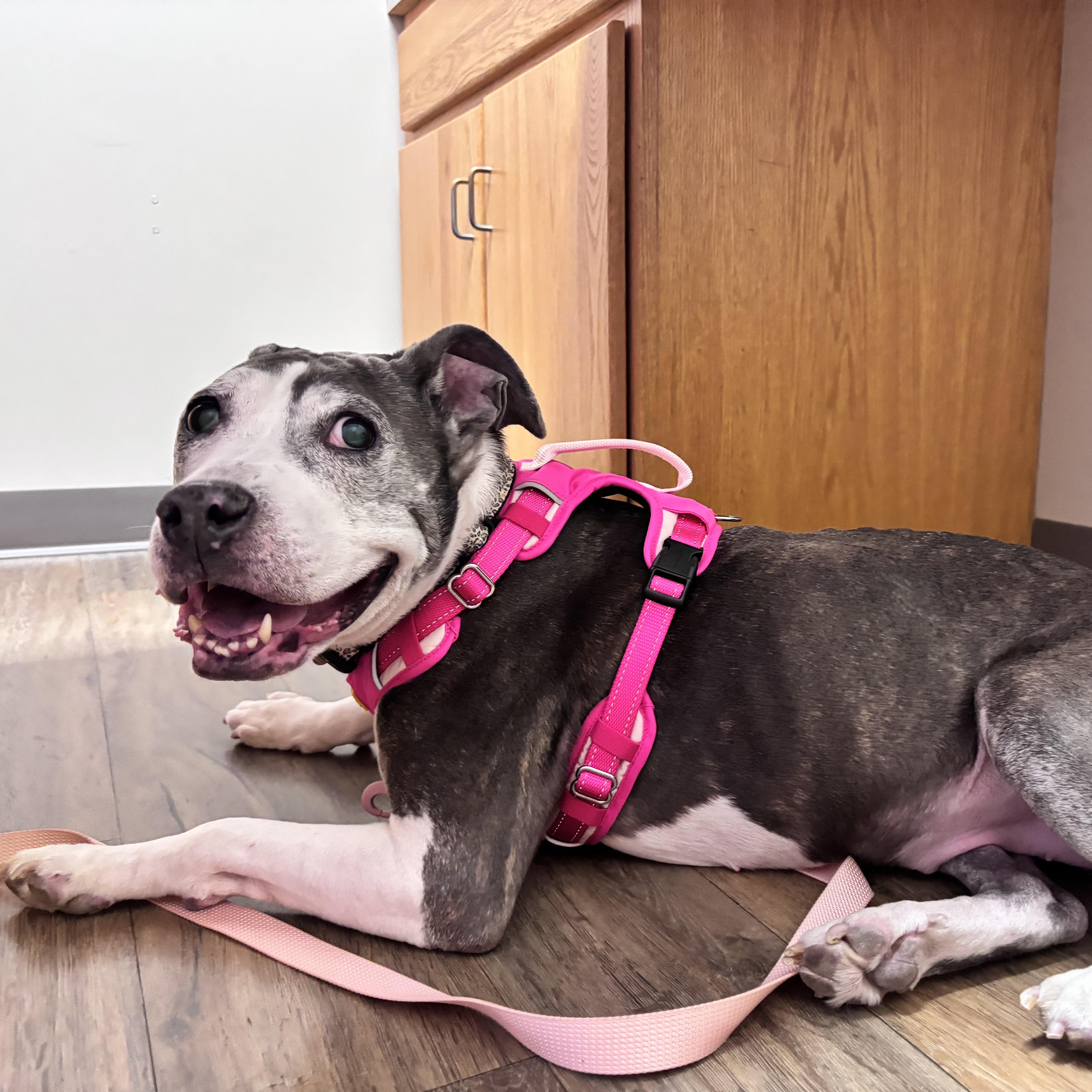 Lilly, a ADOPTABLE Pit Bull Terrier in Indianapolis, IN image 3/6