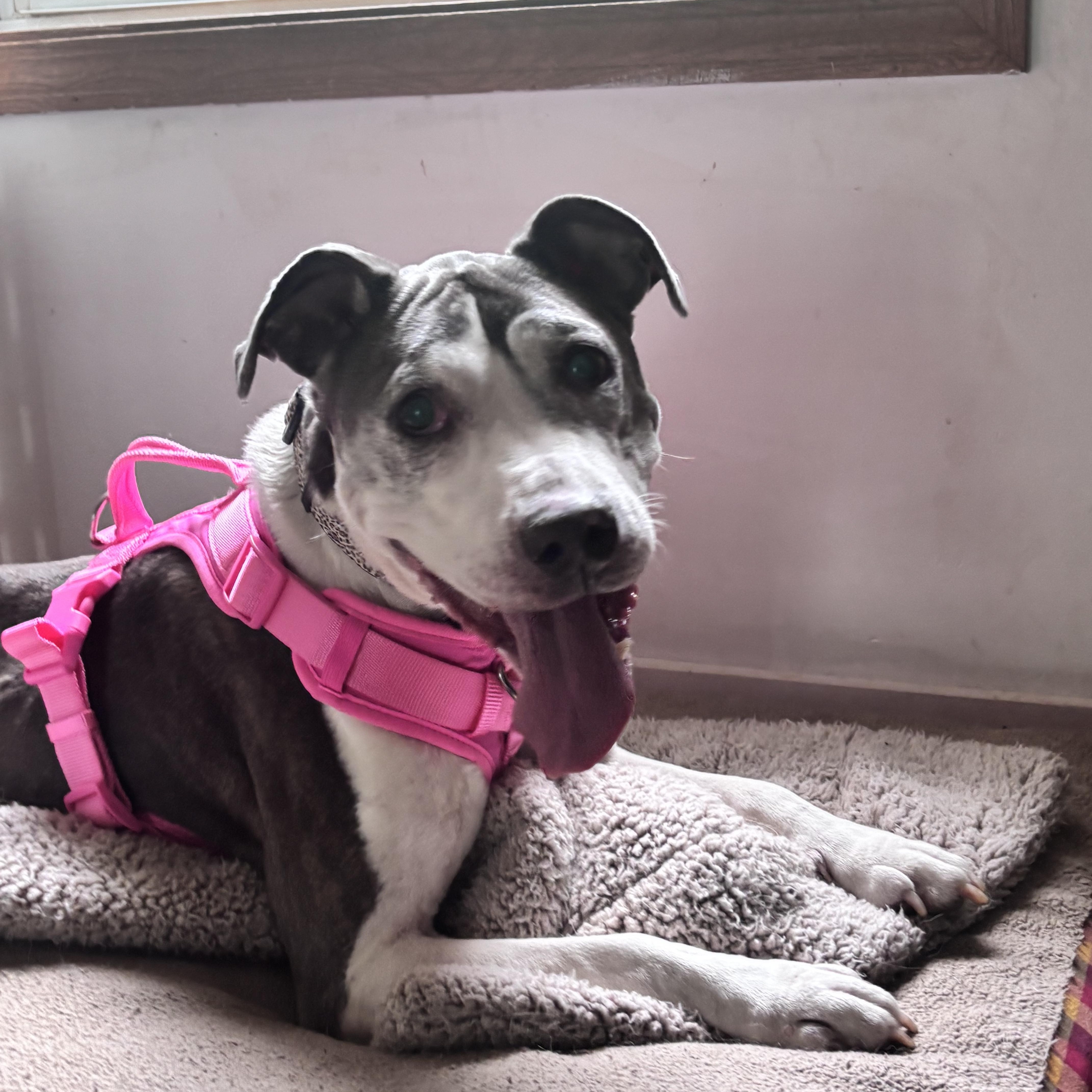 Lilly, a ADOPTABLE Pit Bull Terrier in Indianapolis, IN image 6/6
