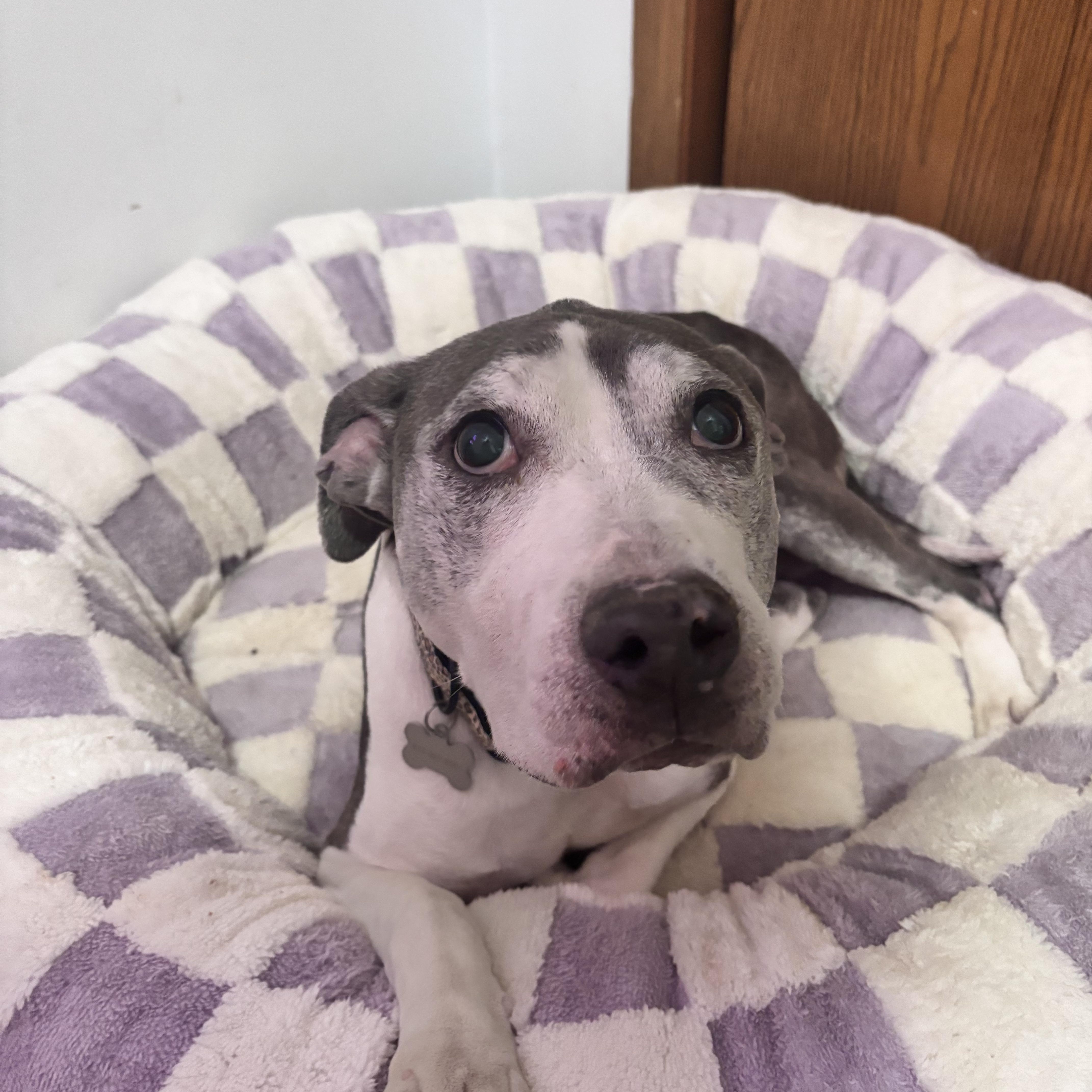 Lilly, a ADOPTABLE Pit Bull Terrier in Indianapolis, IN image 4/6