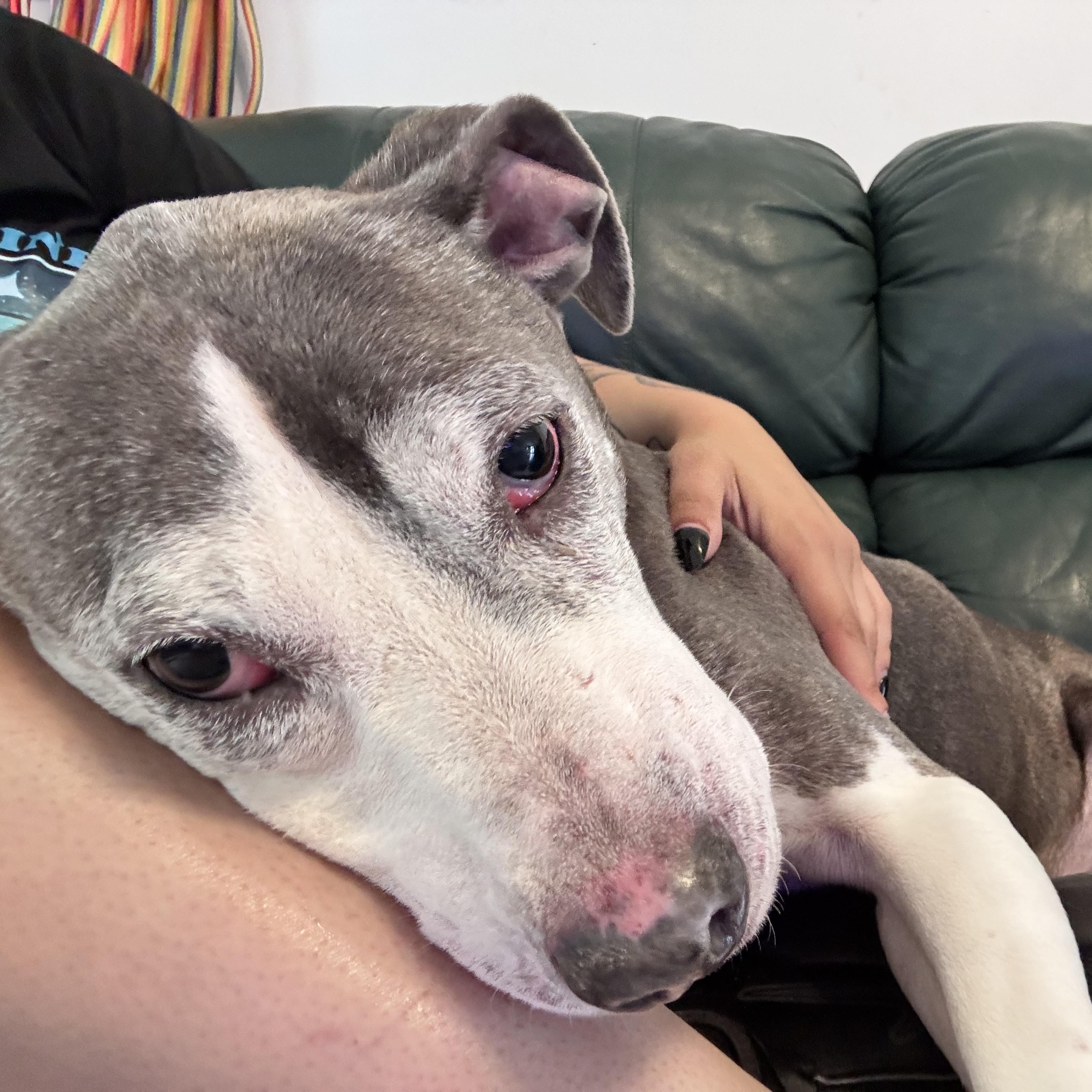 Lilly, a ADOPTABLE Pit Bull Terrier in Indianapolis, IN image 5/6