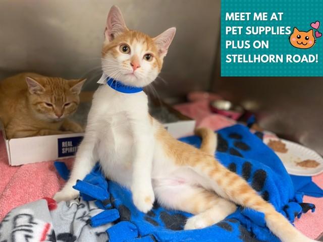 JOHNNY, Adoptable, Kitten Male Domestic Short Hair.