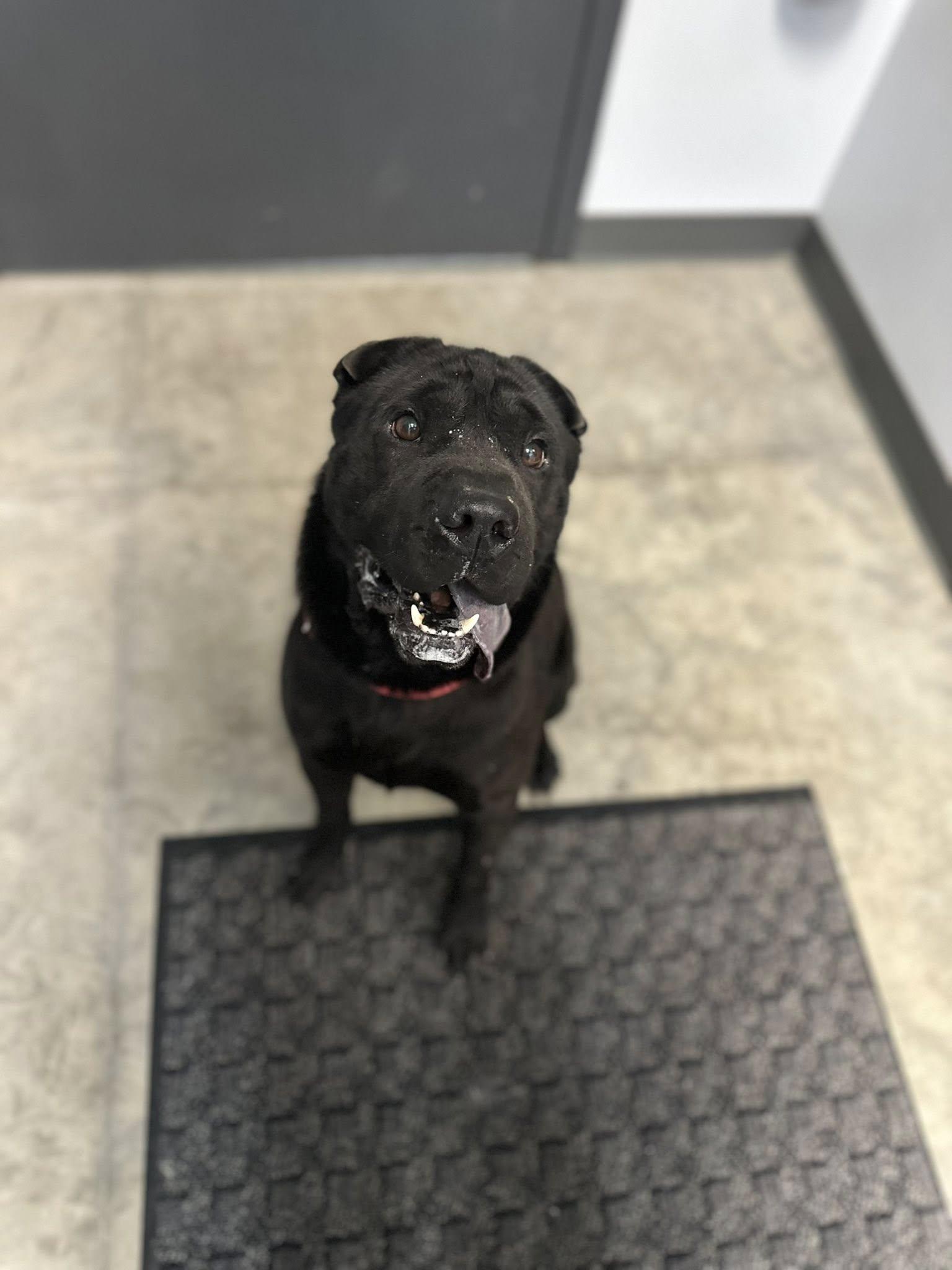 Reece, ADOPTABLE, Adult Male Shar-Pei.