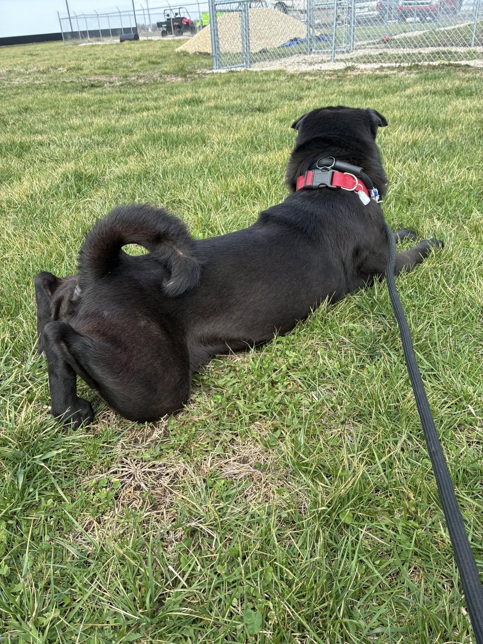 Enlarge Reece, a ADOPTABLE Shar-Pei in Clinton, IL image 4/4