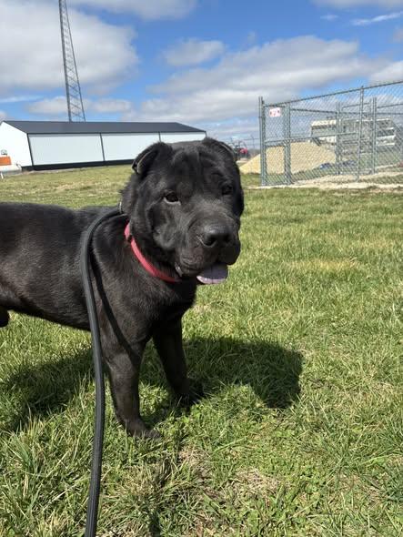 Enlarge Reece, a ADOPTABLE Shar-Pei in Clinton, IL image 2/4