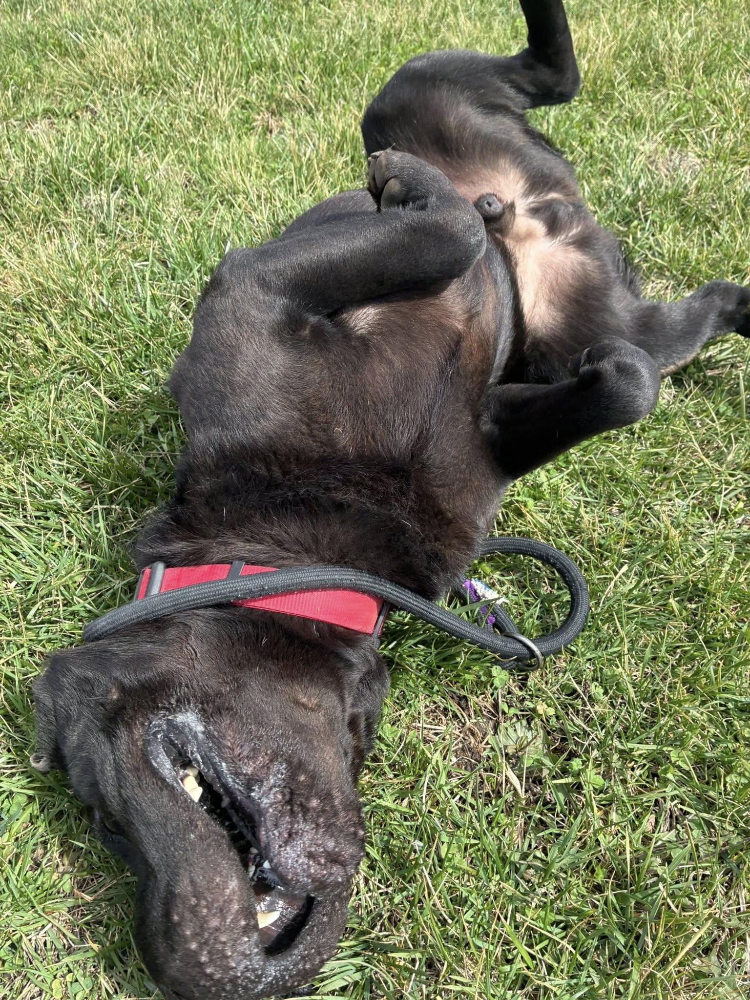Enlarge Reece, a ADOPTABLE Shar-Pei in Clinton, IL image 3/4