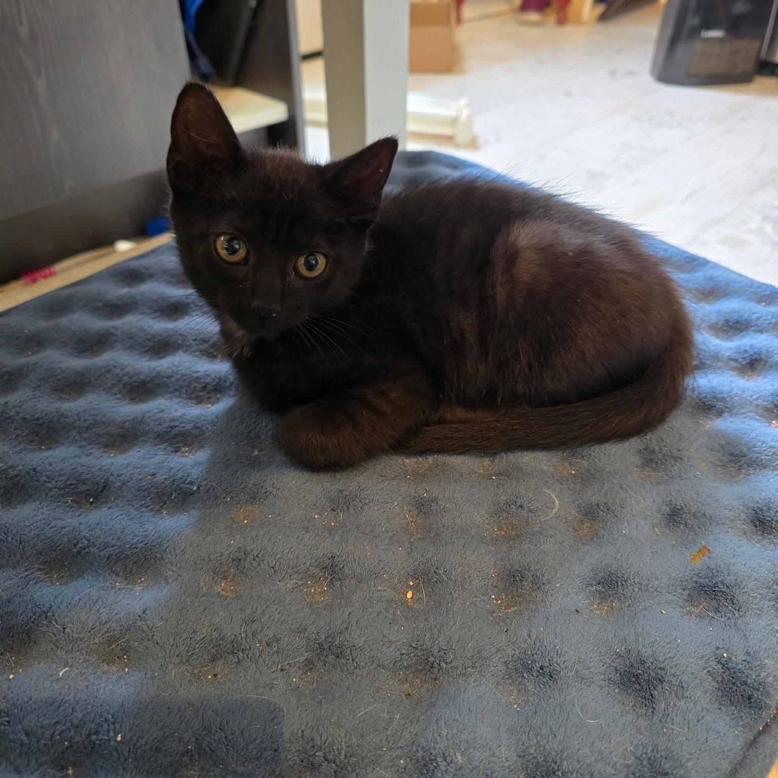 Enlarge Griffin , an adopted Domestic Short Hair in West Jefferson, OH image 2/4