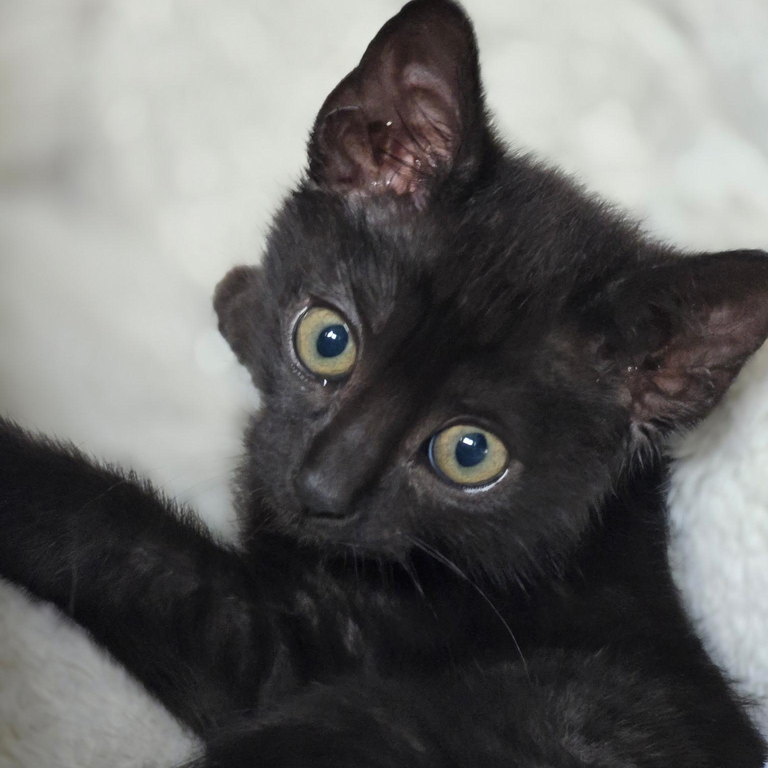 Enlarge Griffin , an adopted Domestic Short Hair in West Jefferson, OH image 1/4