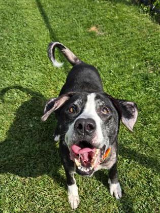 Chase, Adoptable, Adult Male Mixed Breed & Mixed Breed.