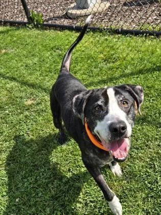 Enlarge Chase, a Adoptable mixed breed in Westland, MI image 2/2