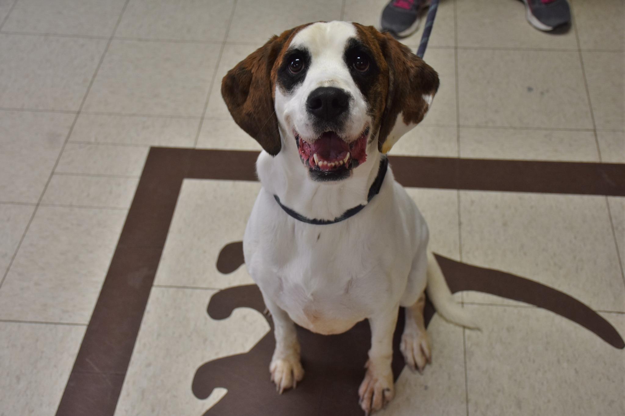 Stevie, Adoptable, Adult Female Boxer.