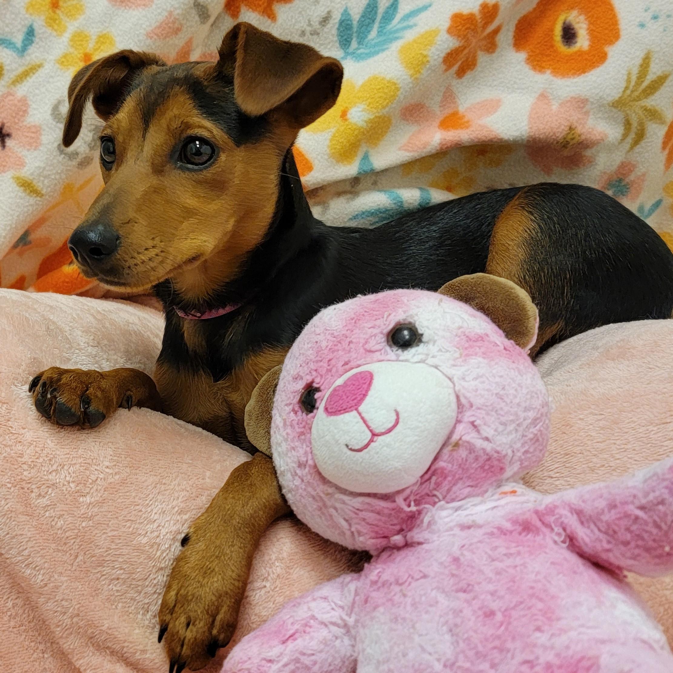 Sachi photo 4
