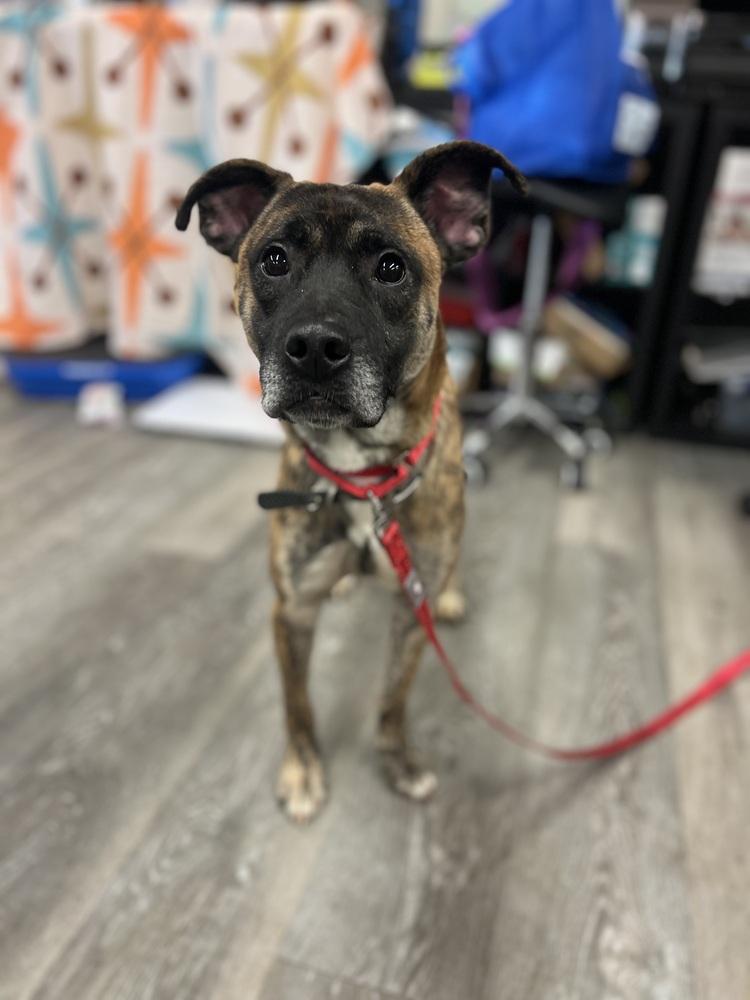 Rocco, Adoptable, Adult Male Terrier.