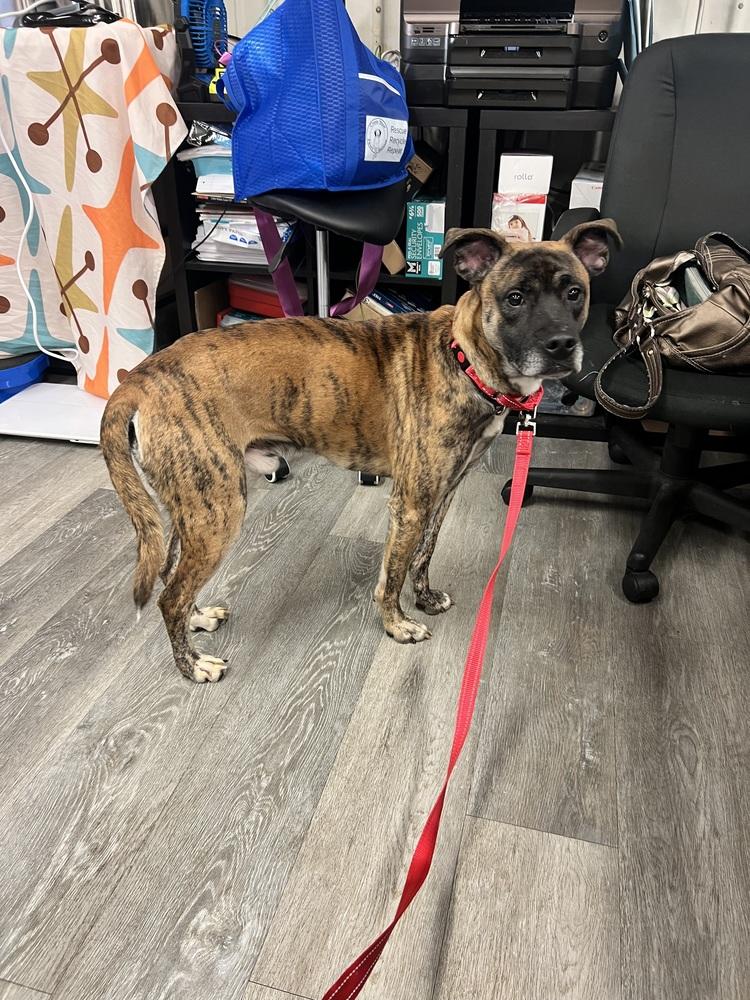 Enlarge Rocco, a Adoptable mixed breed in Irwin, PA image 3/6