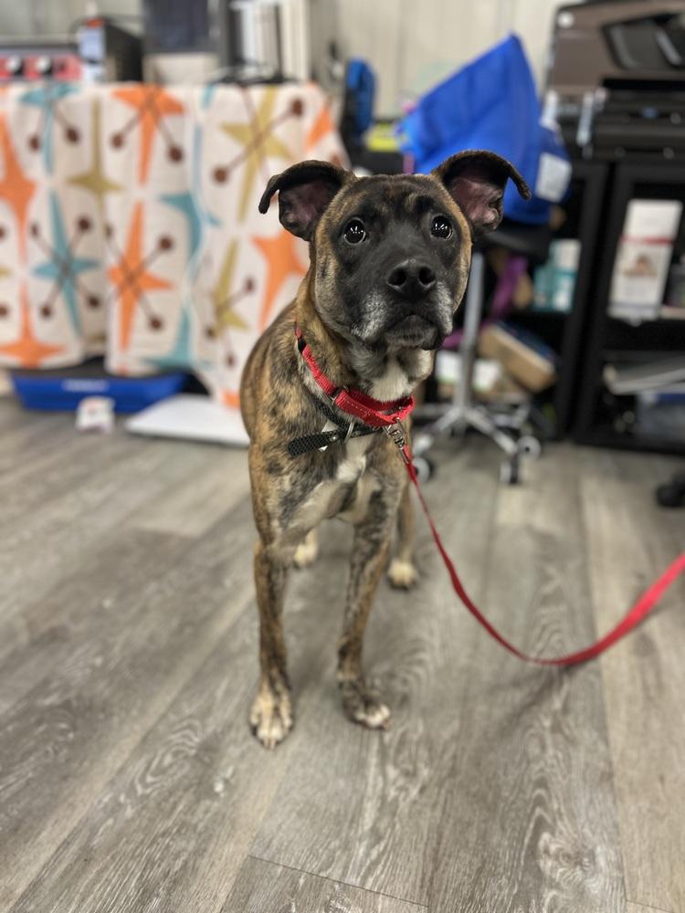 Enlarge Rocco, a Adoptable mixed breed in Irwin, PA image 4/6