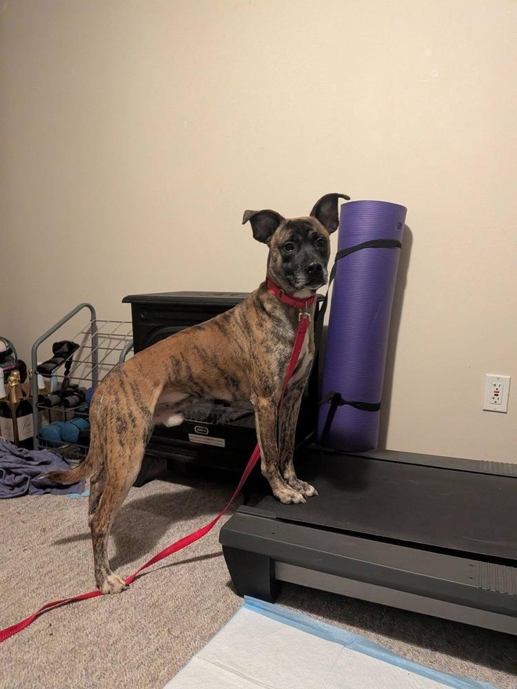 Enlarge Rocco, a Adoptable mixed breed in Irwin, PA image 5/6