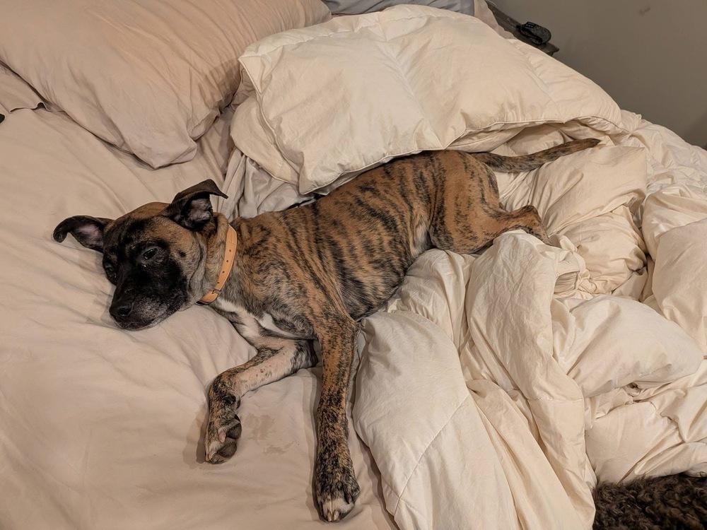 Enlarge Rocco, a Adoptable mixed breed in Irwin, PA image 6/6