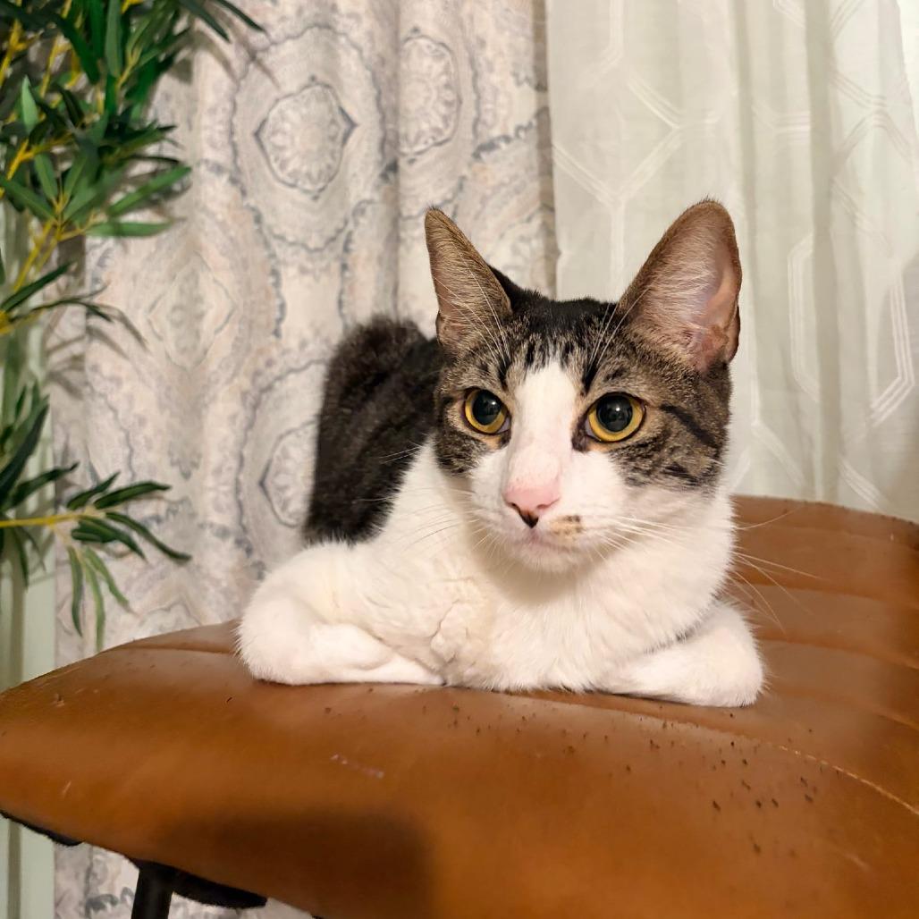 Enlarge Barry, a Adoptable Domestic Short Hair in Brea, CA image 1/6