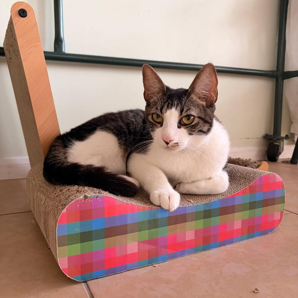 Barry, a Adoptable Domestic Short Hair in Brea, CA image 1/6