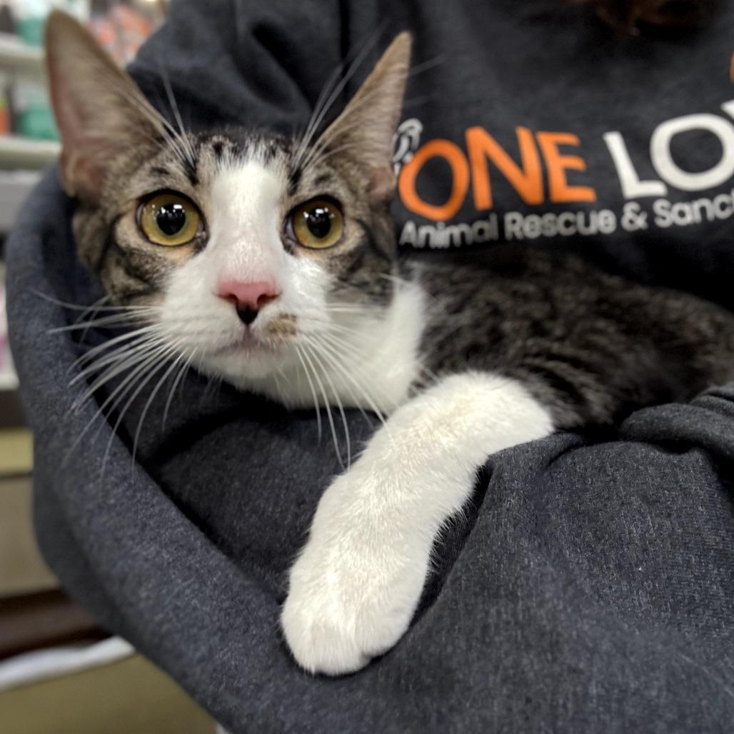 Barry, a Adoptable Domestic Short Hair in Brea, CA image 2/2