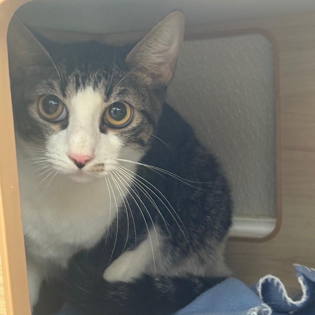 Enlarge Barry, a Adoptable Domestic Short Hair in Brea, CA image 1/5