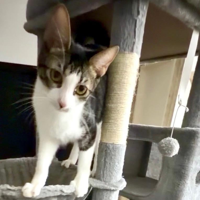 Barry, Adoptable, Young Male Domestic Short Hair.