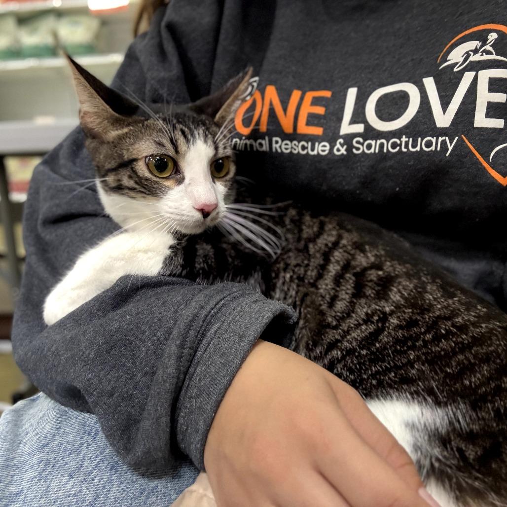 Barry, a Adoptable Domestic Short Hair in Brea, CA image 1/2