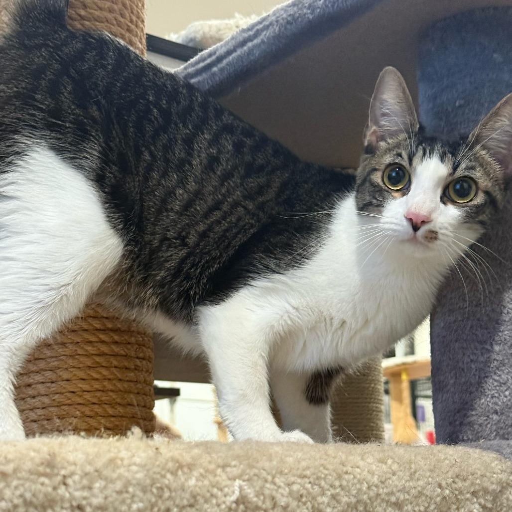 Enlarge Barry, a Adoptable Domestic Short Hair in Brea, CA image 5/5