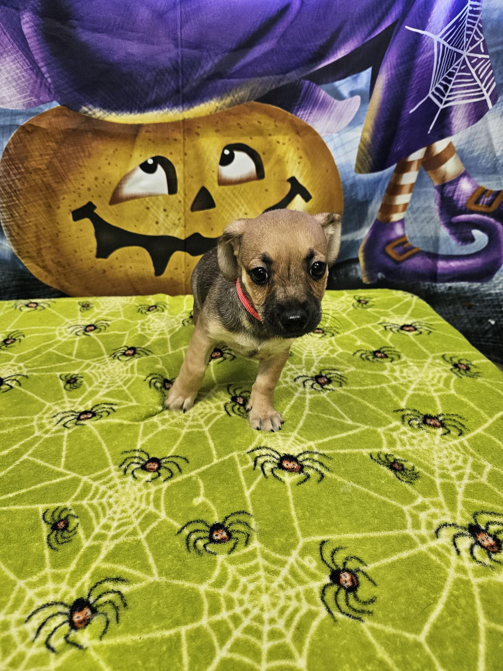 Kenner, Adoptable, Young Male Rat Terrier.