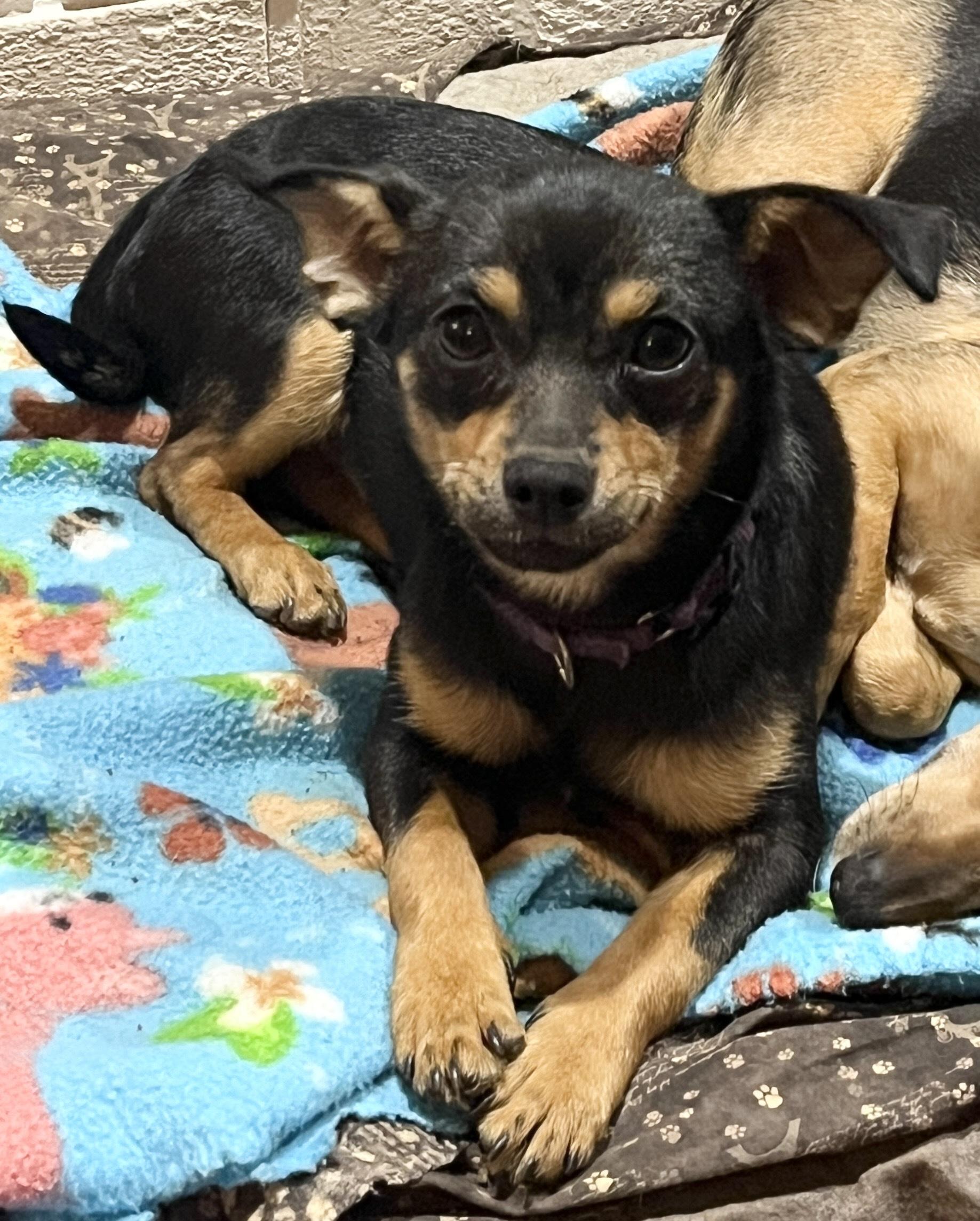 Enlarge Minnie, a ADOPTABLE Chiweenie in Nantucket, MA image 2/2