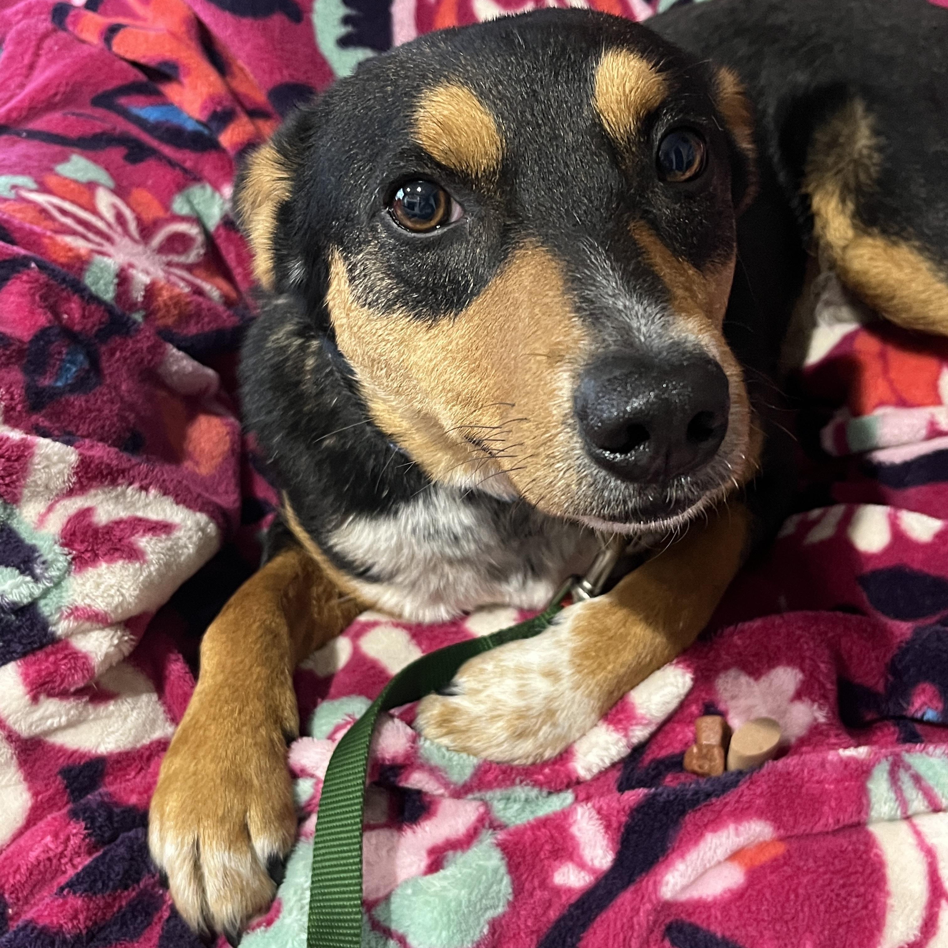 Enlarge Minnie, a ADOPTABLE Chiweenie in Nantucket, MA image 1/2