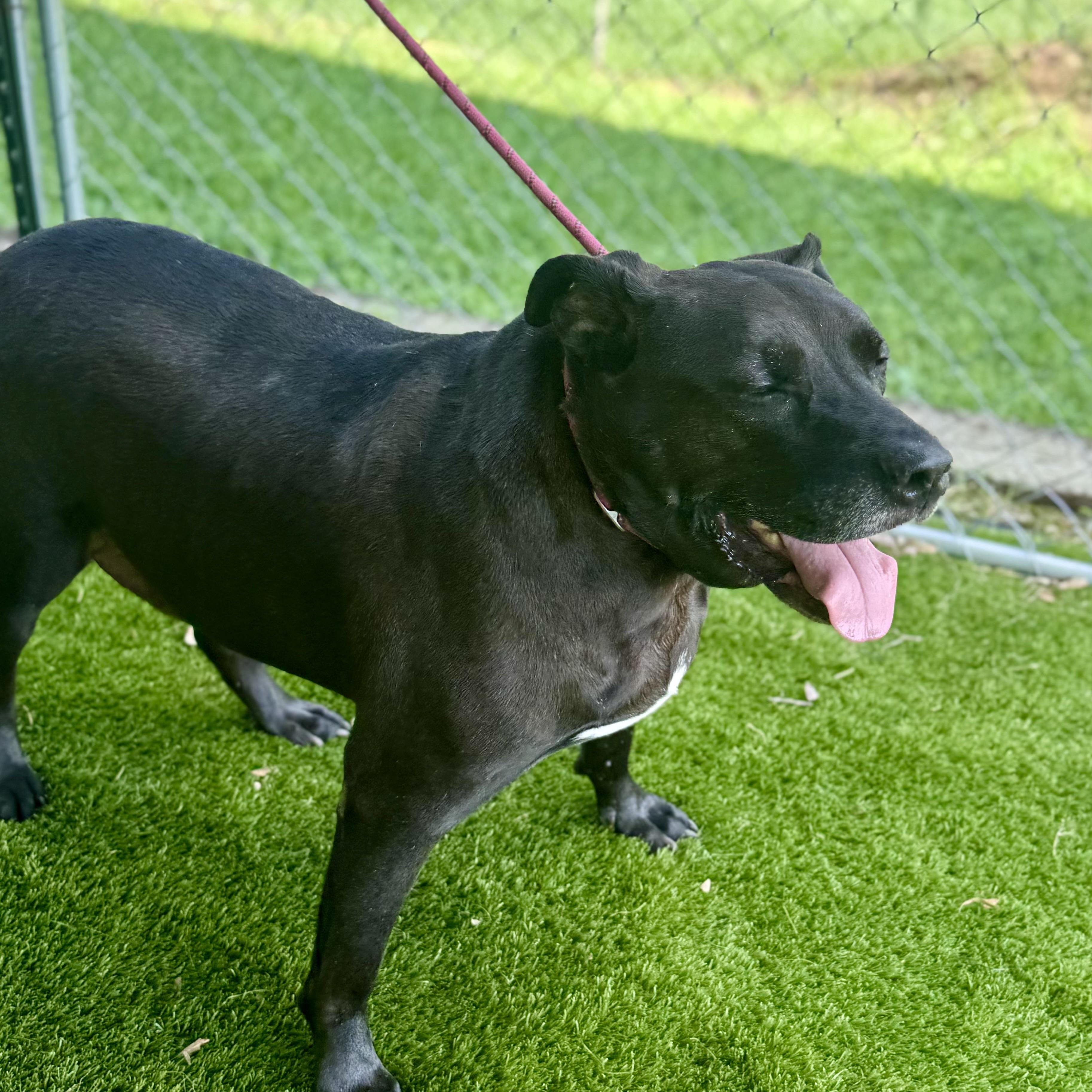 Enlarge Phil, a Adoptable mixed breed in Richmond, VA image 6/6