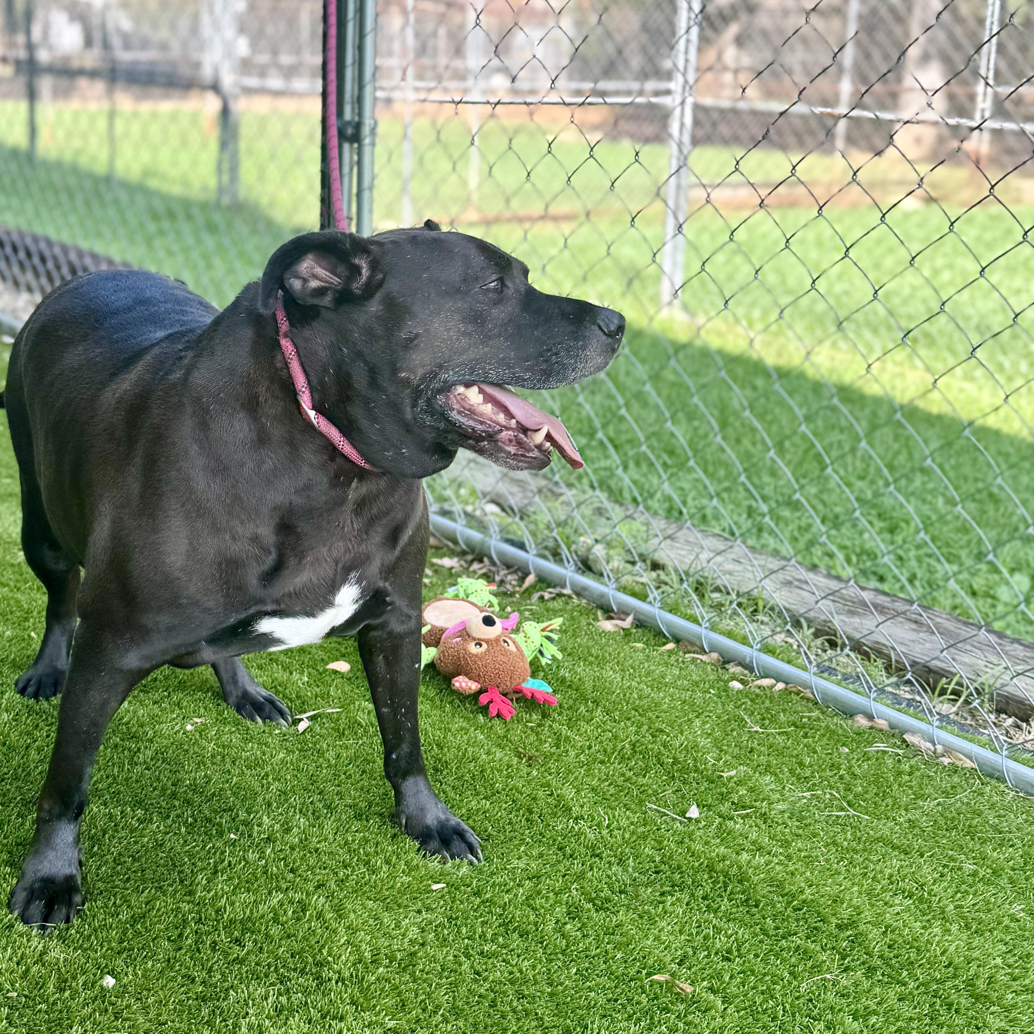 Enlarge Phil, a Adoptable mixed breed in Richmond, VA image 2/6