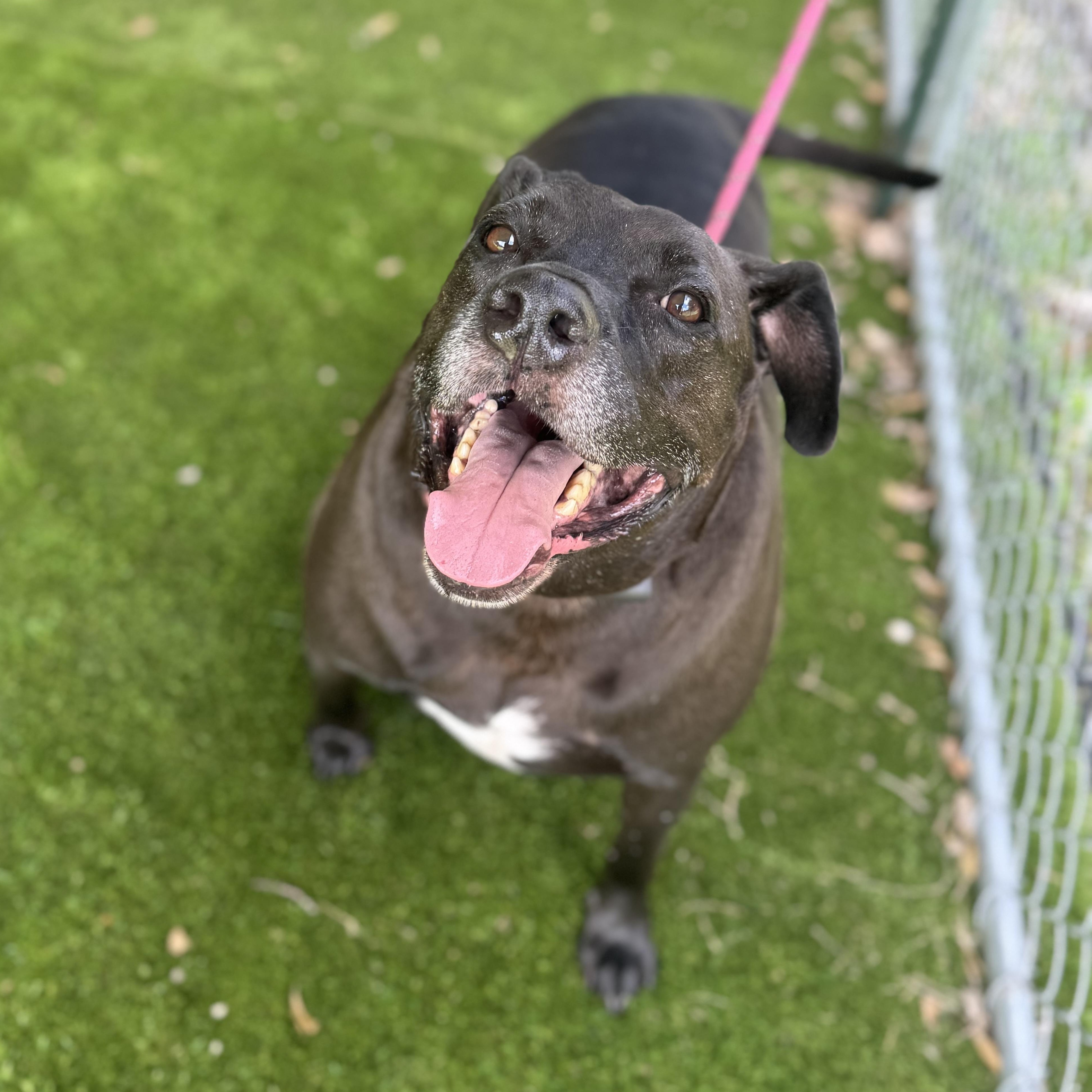 Enlarge Phil, a Adoptable mixed breed in Richmond, VA image 5/6