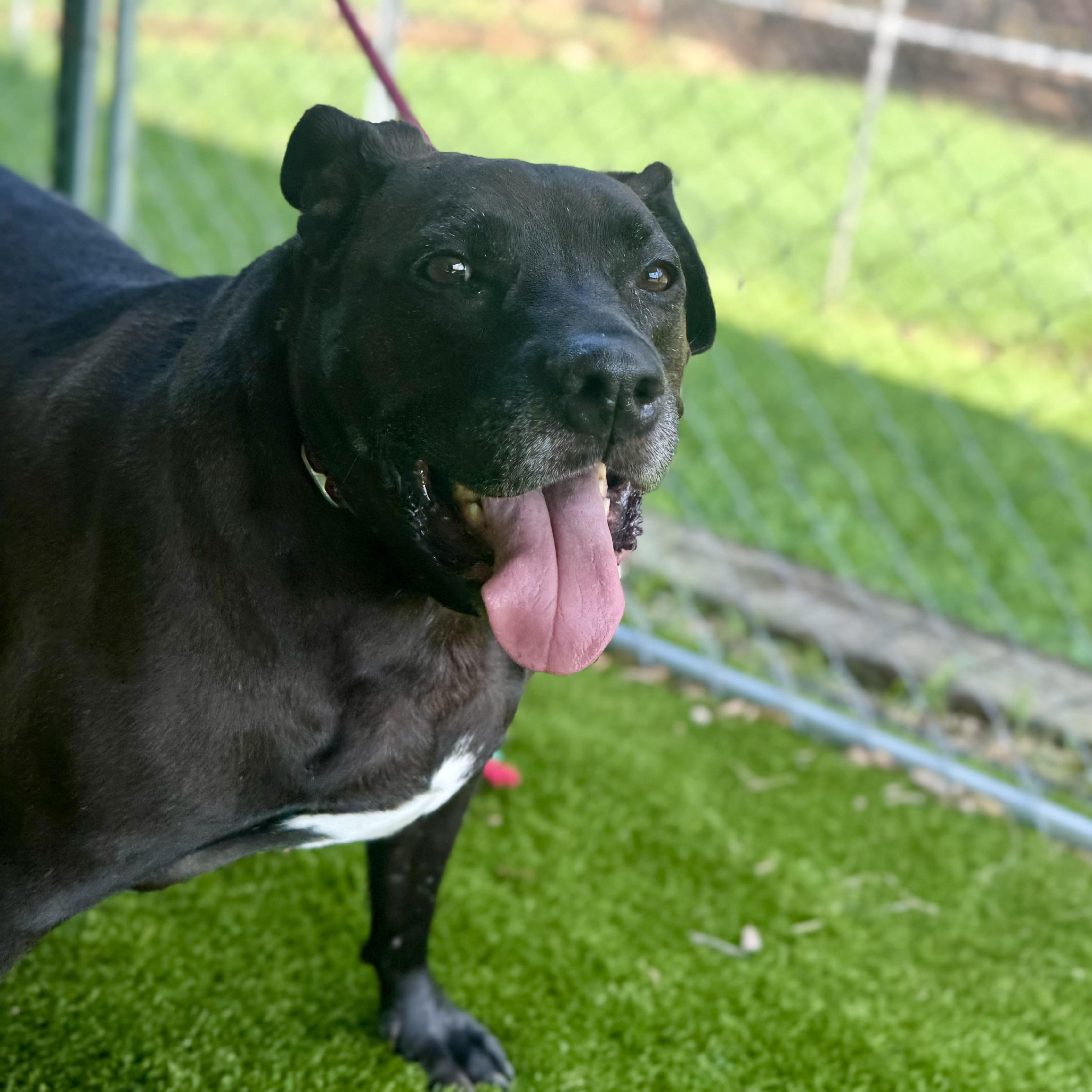 Enlarge Phil, a Adoptable mixed breed in Richmond, VA image 4/6