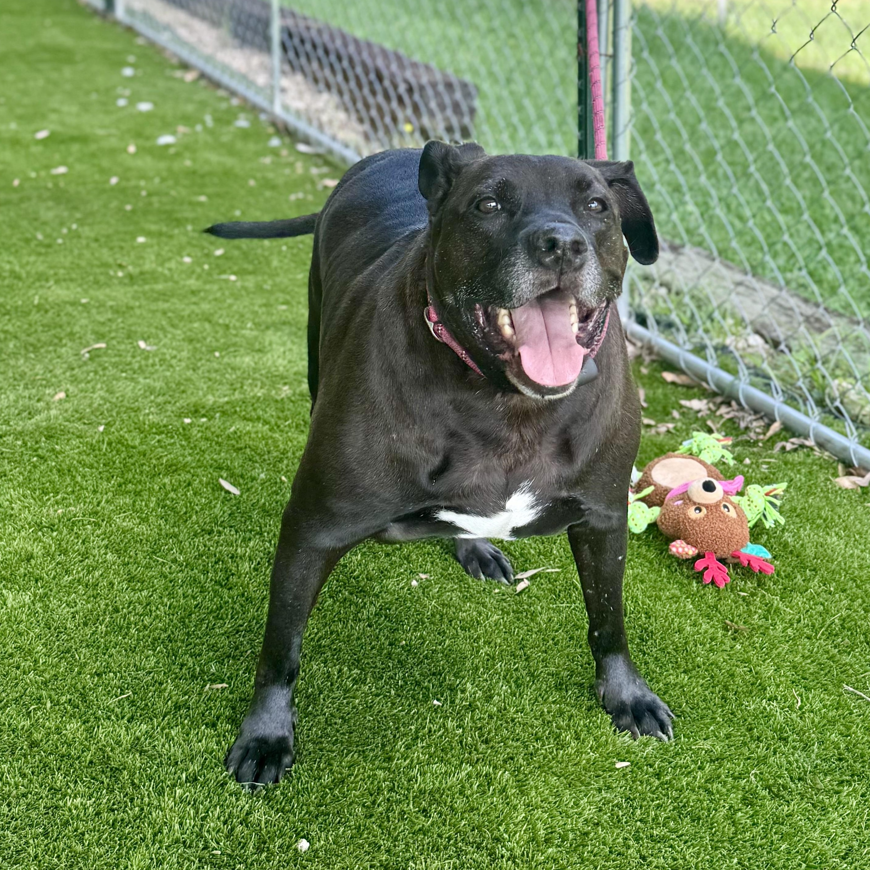 Enlarge Phil, a Adoptable mixed breed in Richmond, VA image 1/6