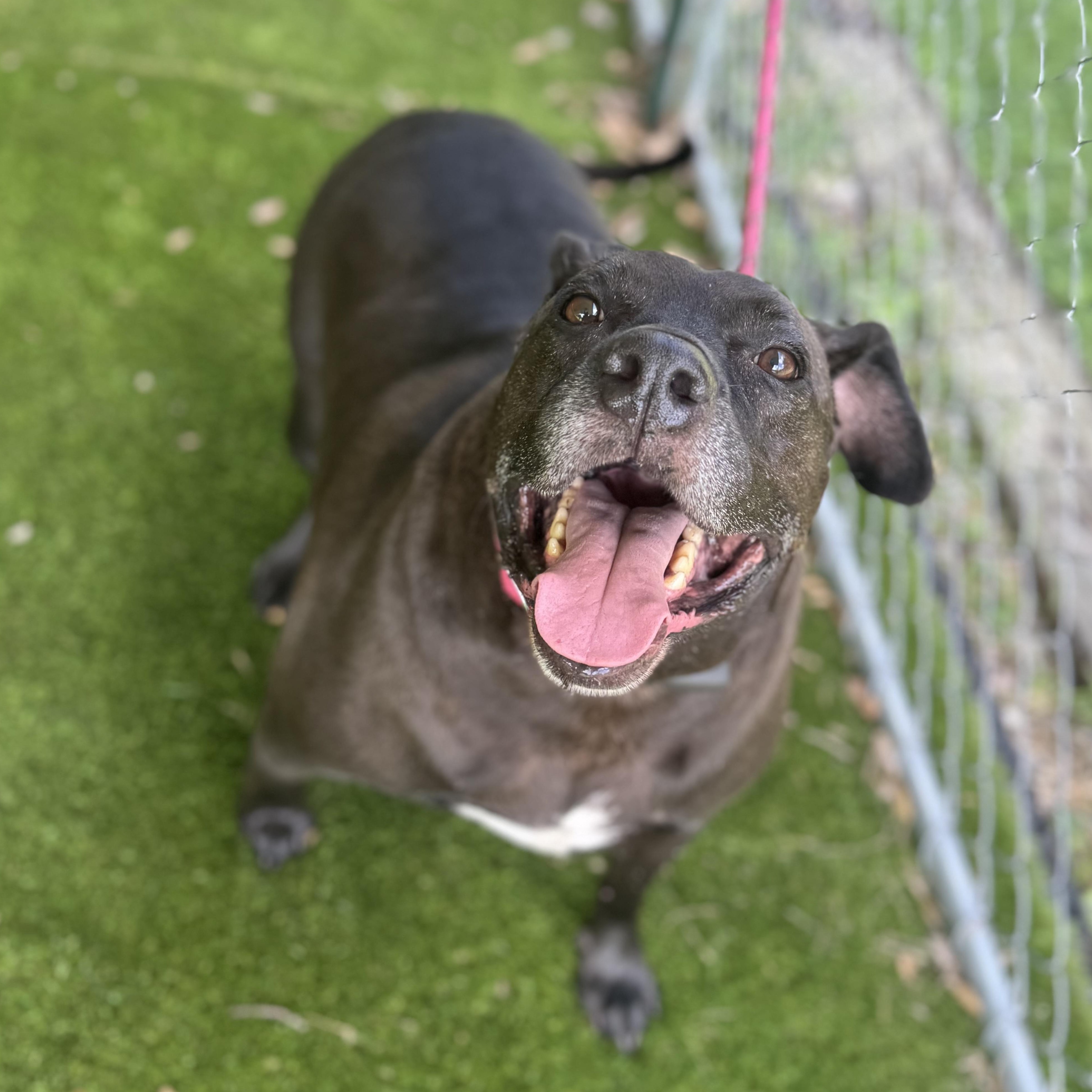Enlarge Phil, a Adoptable mixed breed in Richmond, VA image 3/6