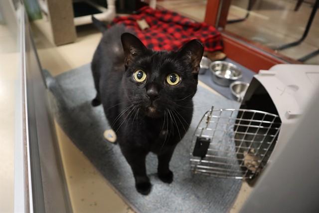 BULGERIA, Adoptable, Adult Male Domestic Short Hair.