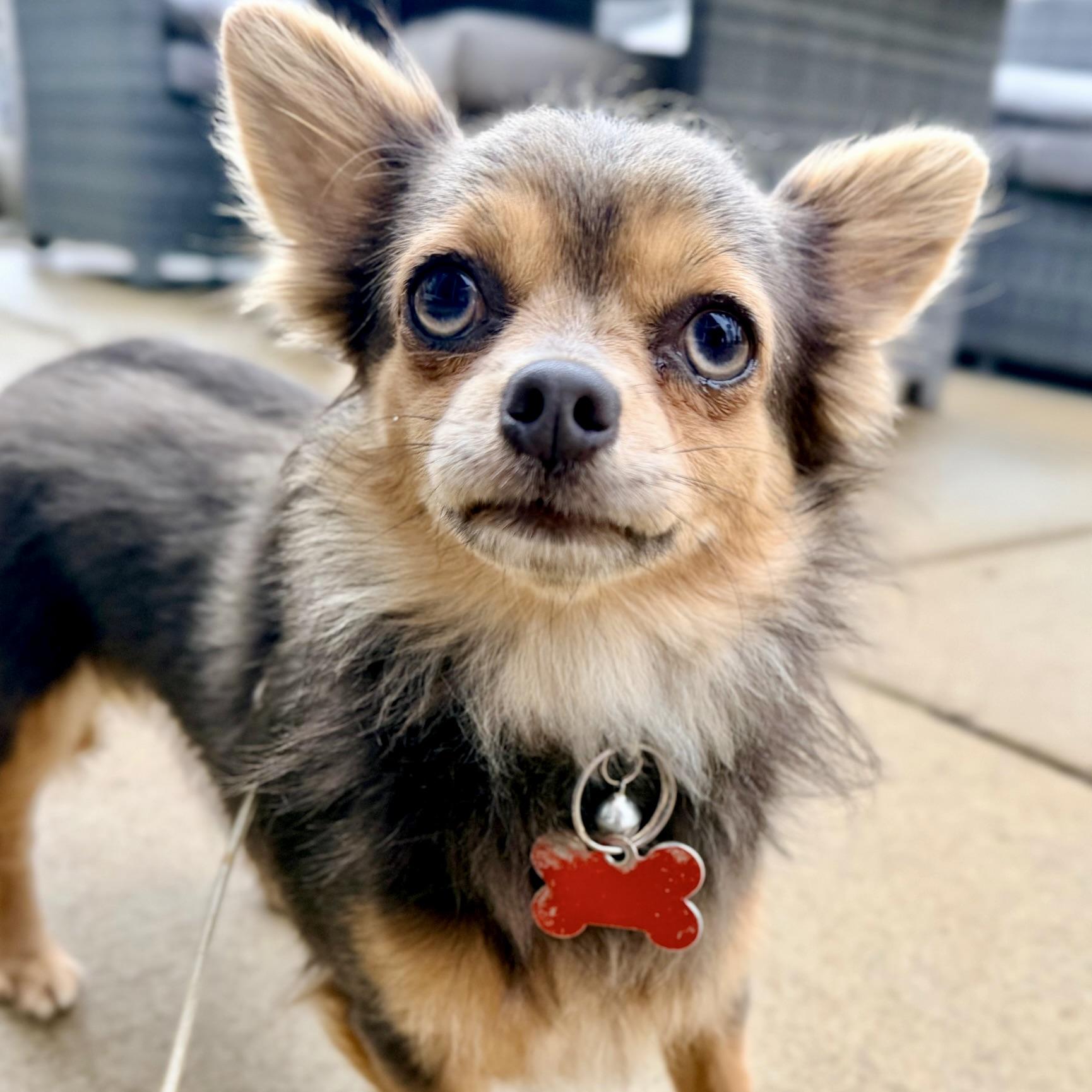 Enlarge Gigi, an adopted Chihuahua in Prior Lake, MN image 6/6