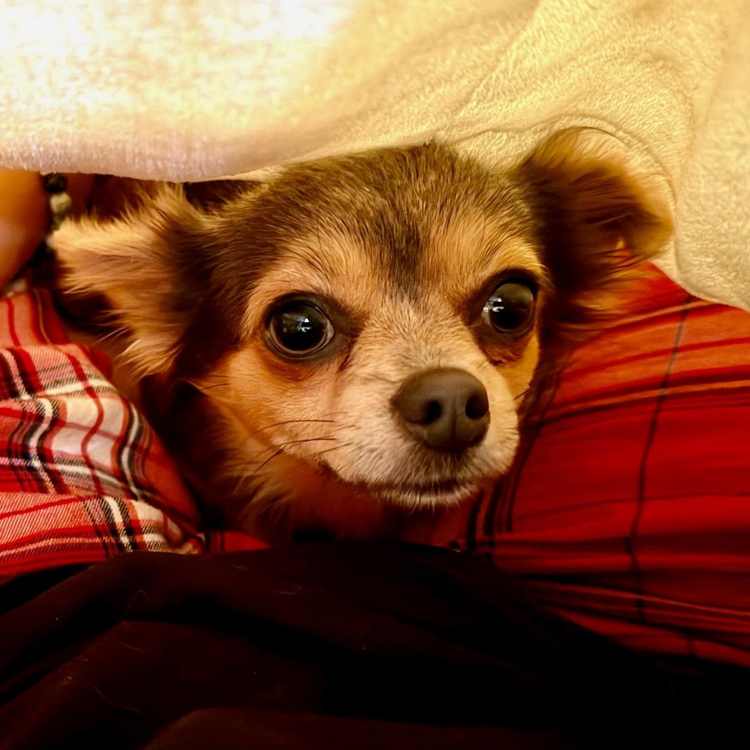 Enlarge Gigi, an adopted Chihuahua in Prior Lake, MN image 5/6