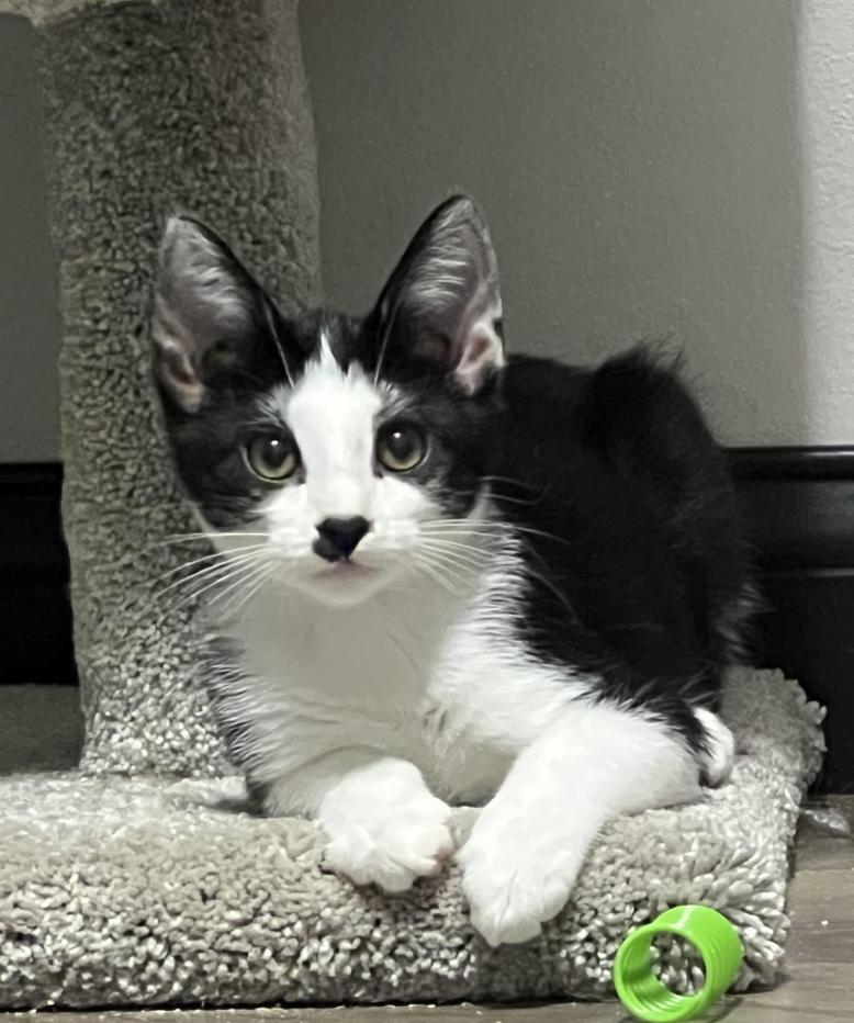 JC, Adoptable, Young Male Domestic Short Hair.