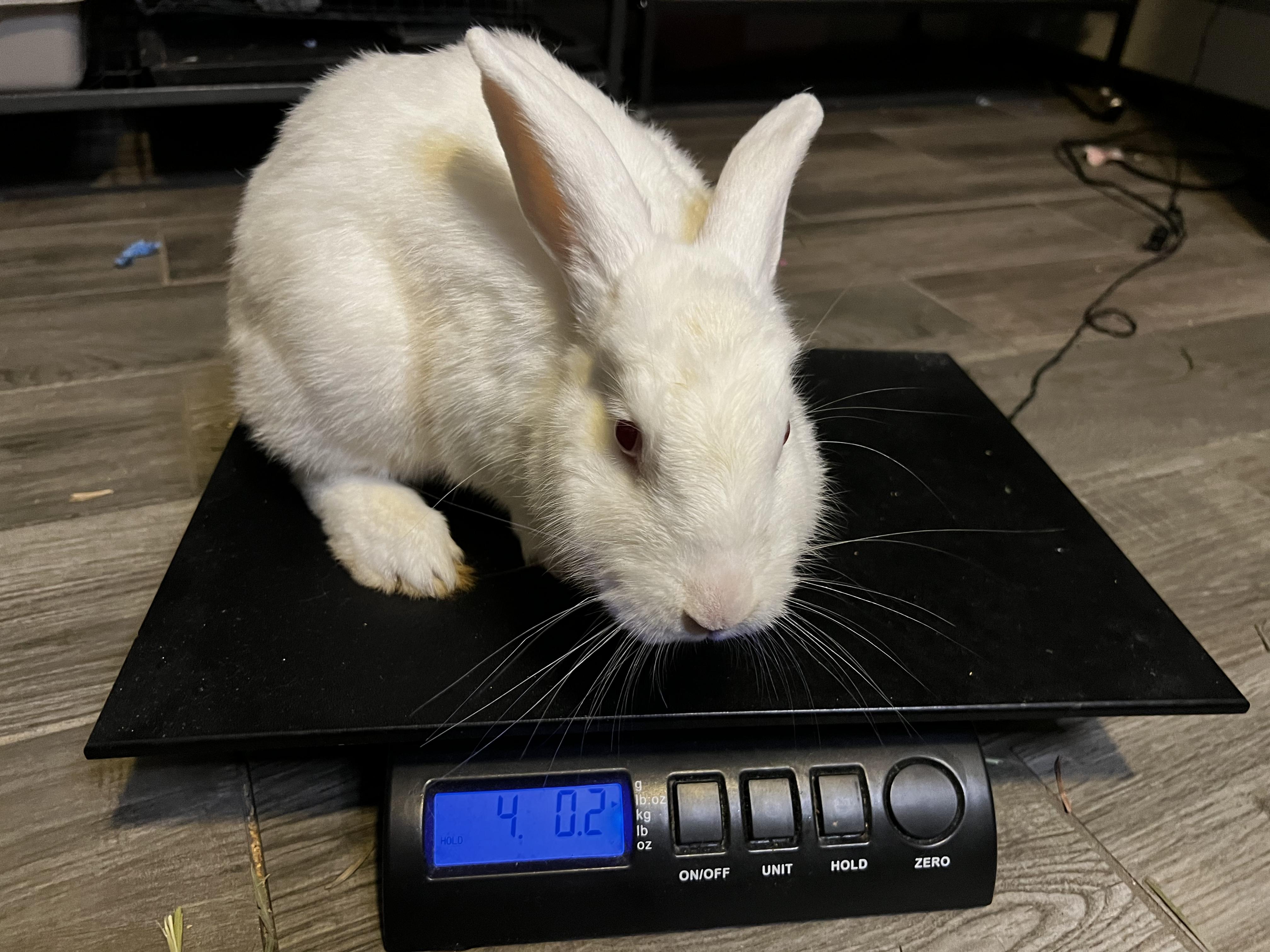 Willow, Adopted, Adult Female Bunny Rabbit.