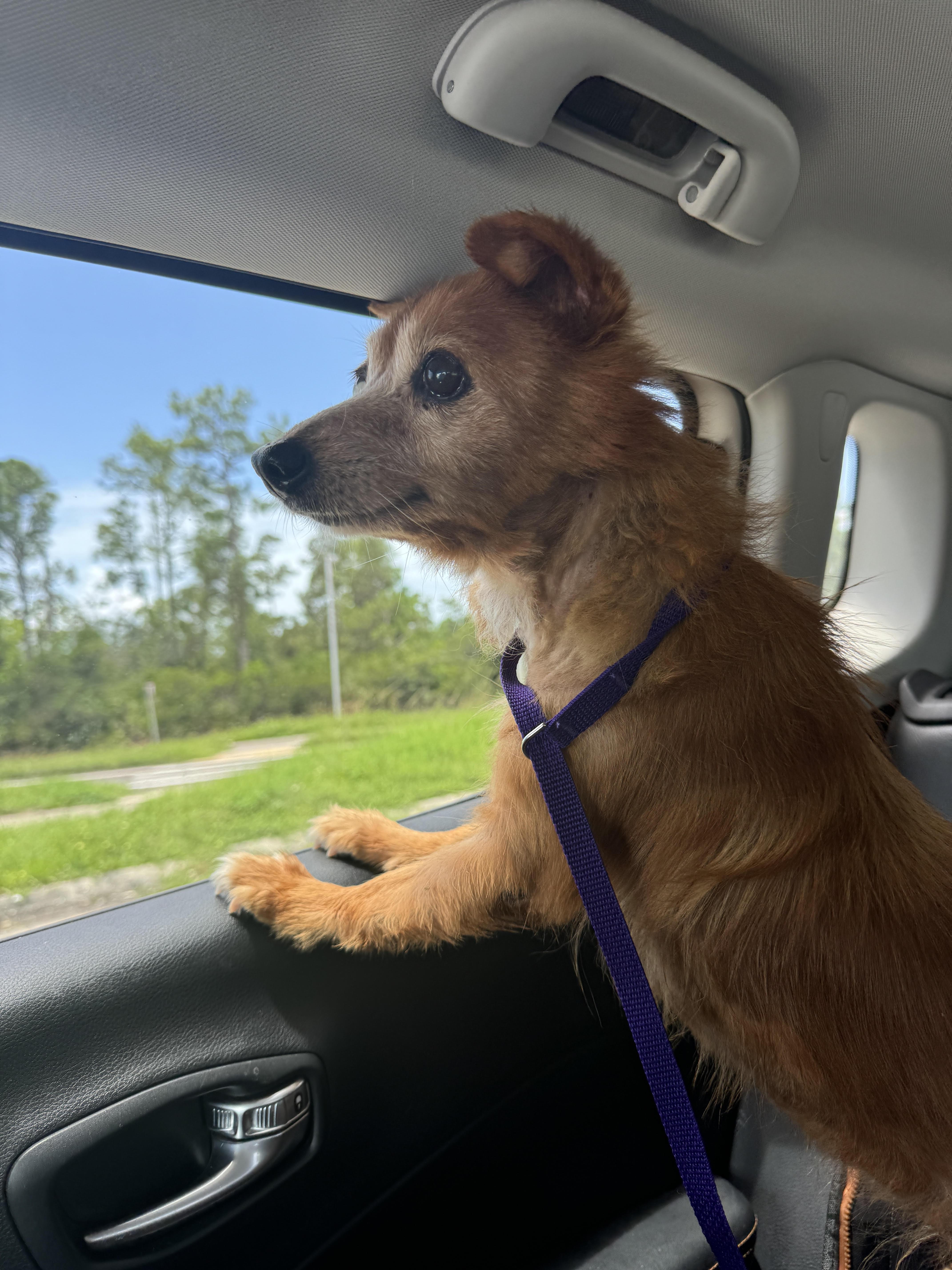 Enlarge Evelyn (Evie), a Adoptable mixed breed in Venice, FL image 2/2