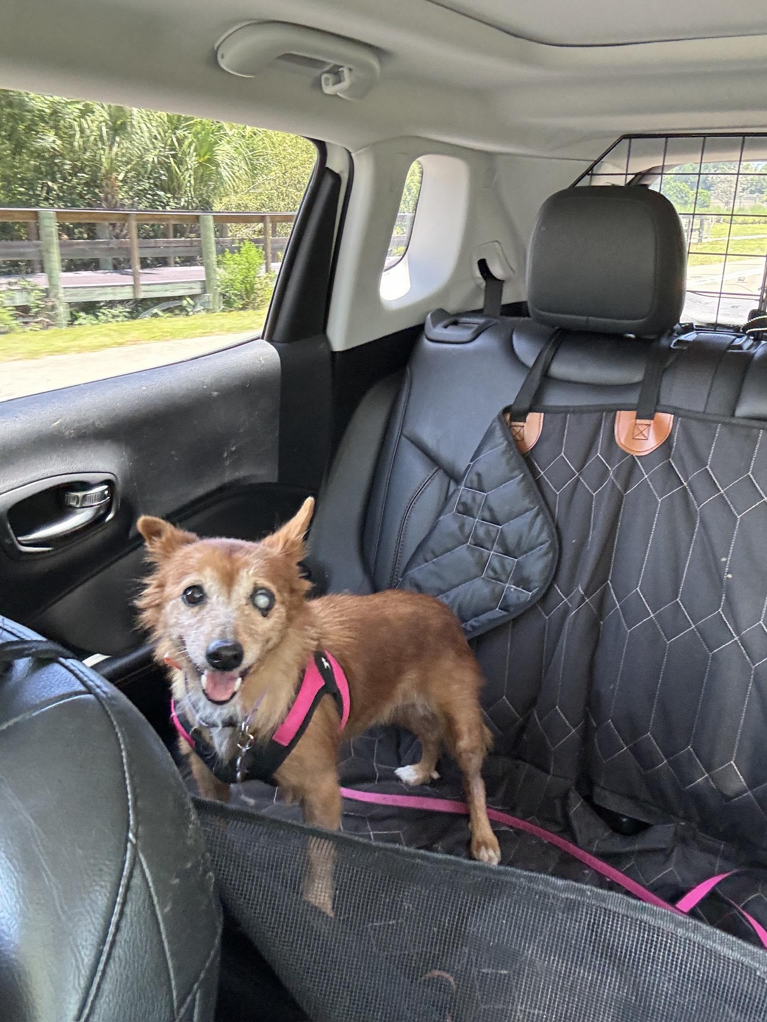 Enlarge Evelyn (Evie), a Adoptable mixed breed in Venice, FL image 1/2