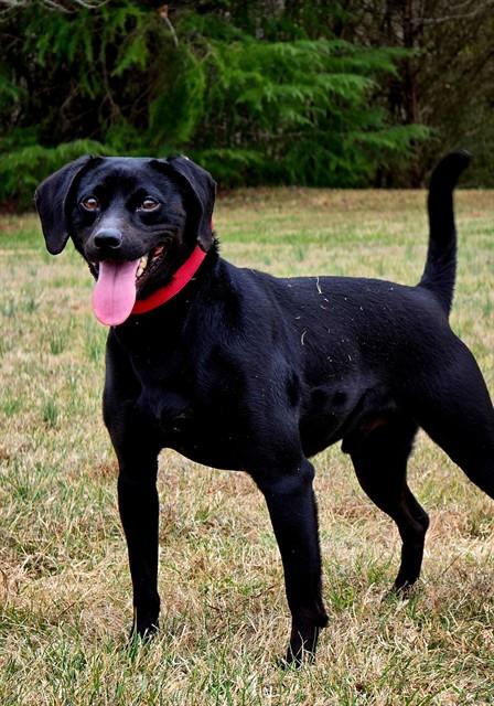 LEO, Adoptable, Adult Male Feist & Mixed Breed.