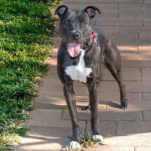 Enlarge GORBY, a Adoptable mixed breed in Saint Louis, MO image 1/1